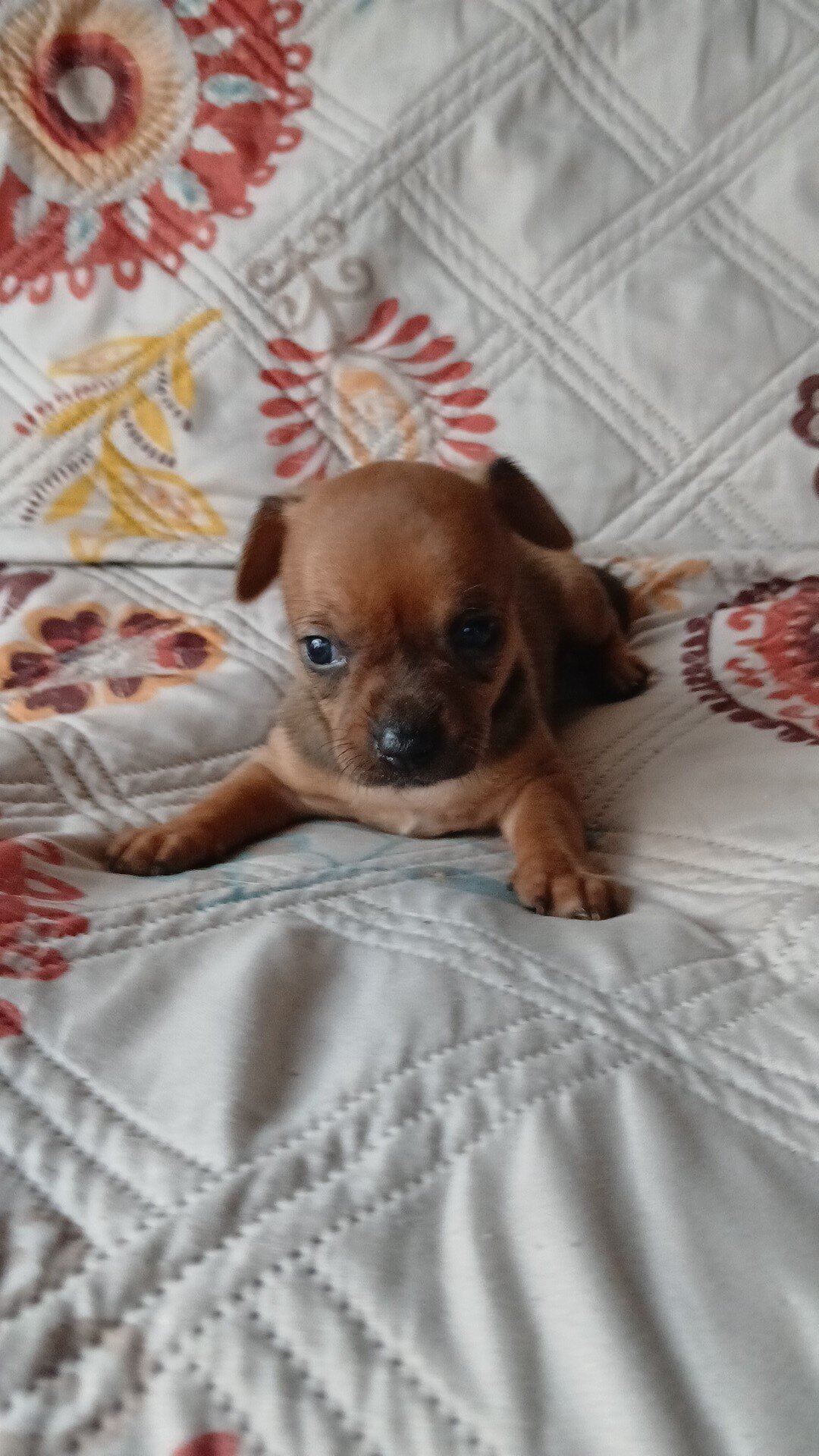 Female Chiweenie Puppy image 1