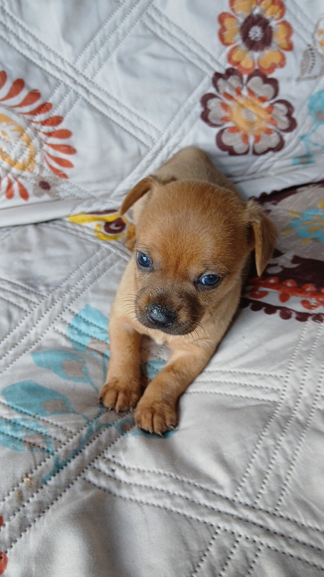 Chiweenie Puppy image 1