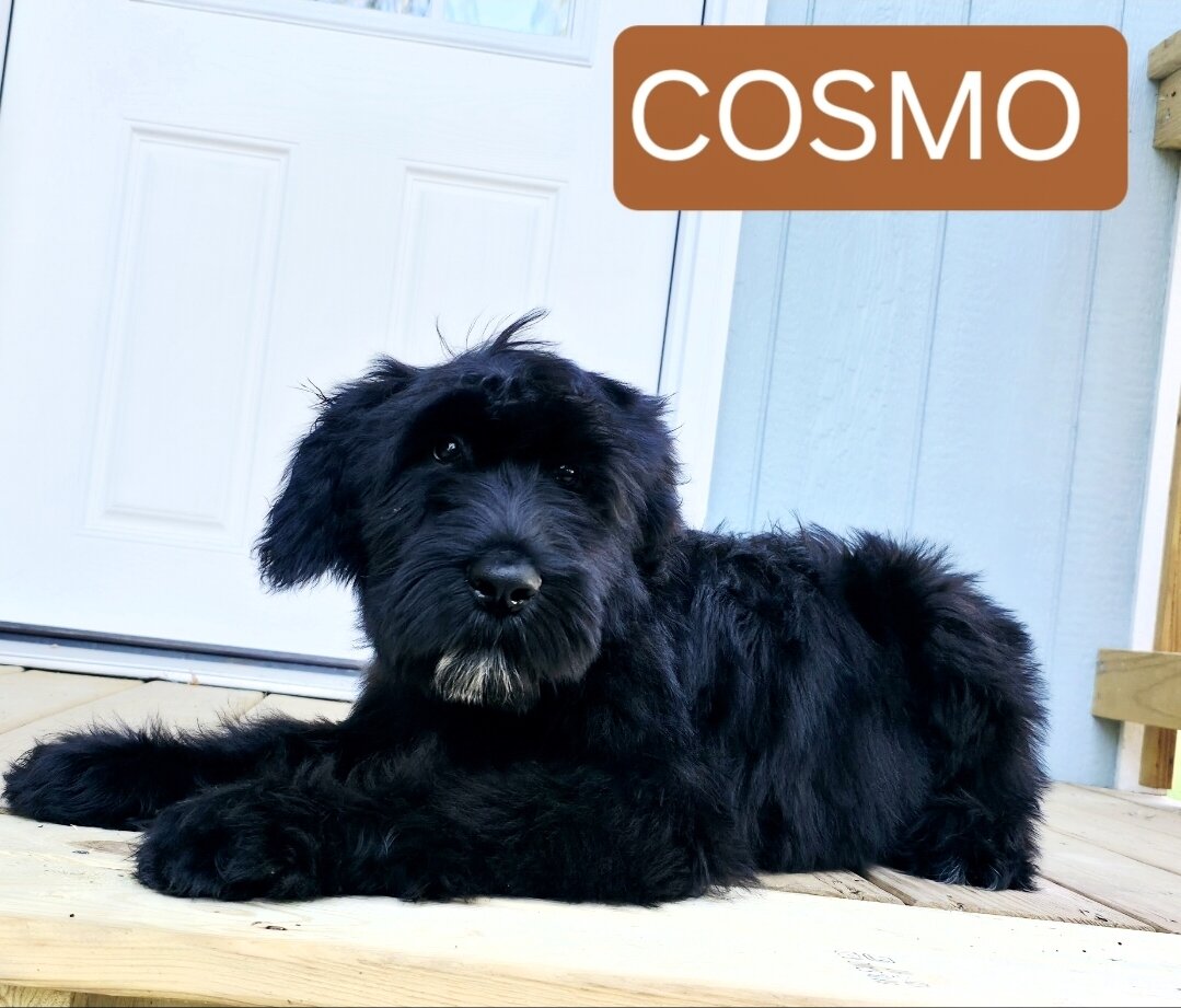 AKC Giant Schnauzers image 6