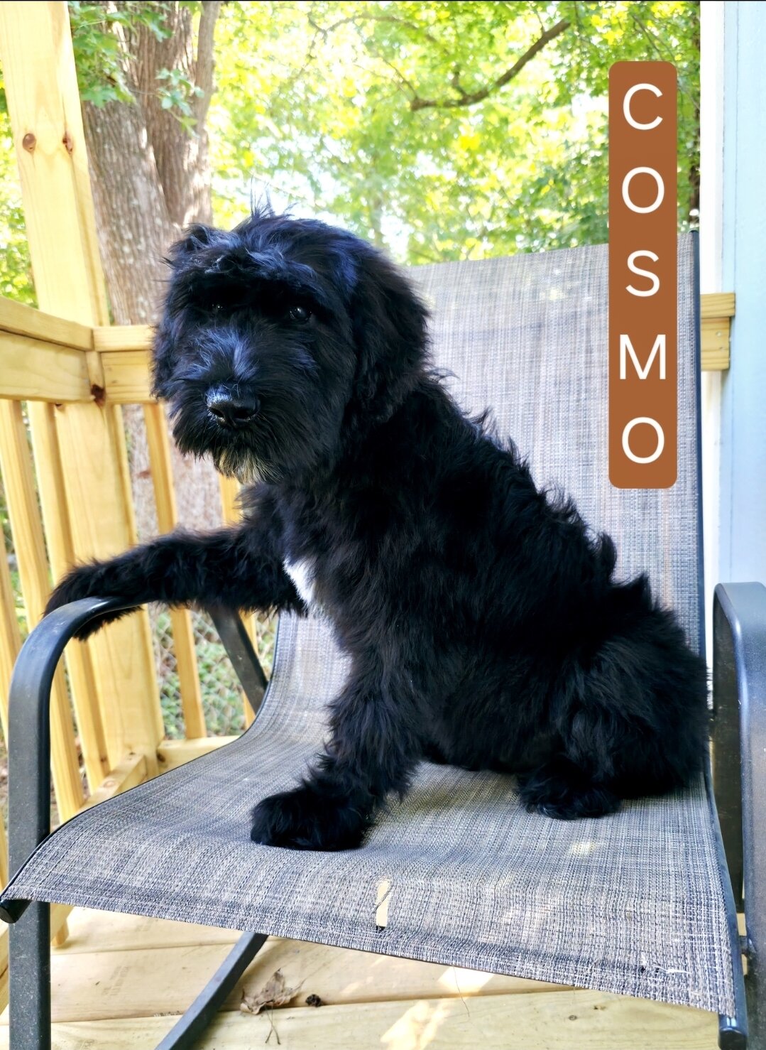 AKC Giant Schnauzers image 5