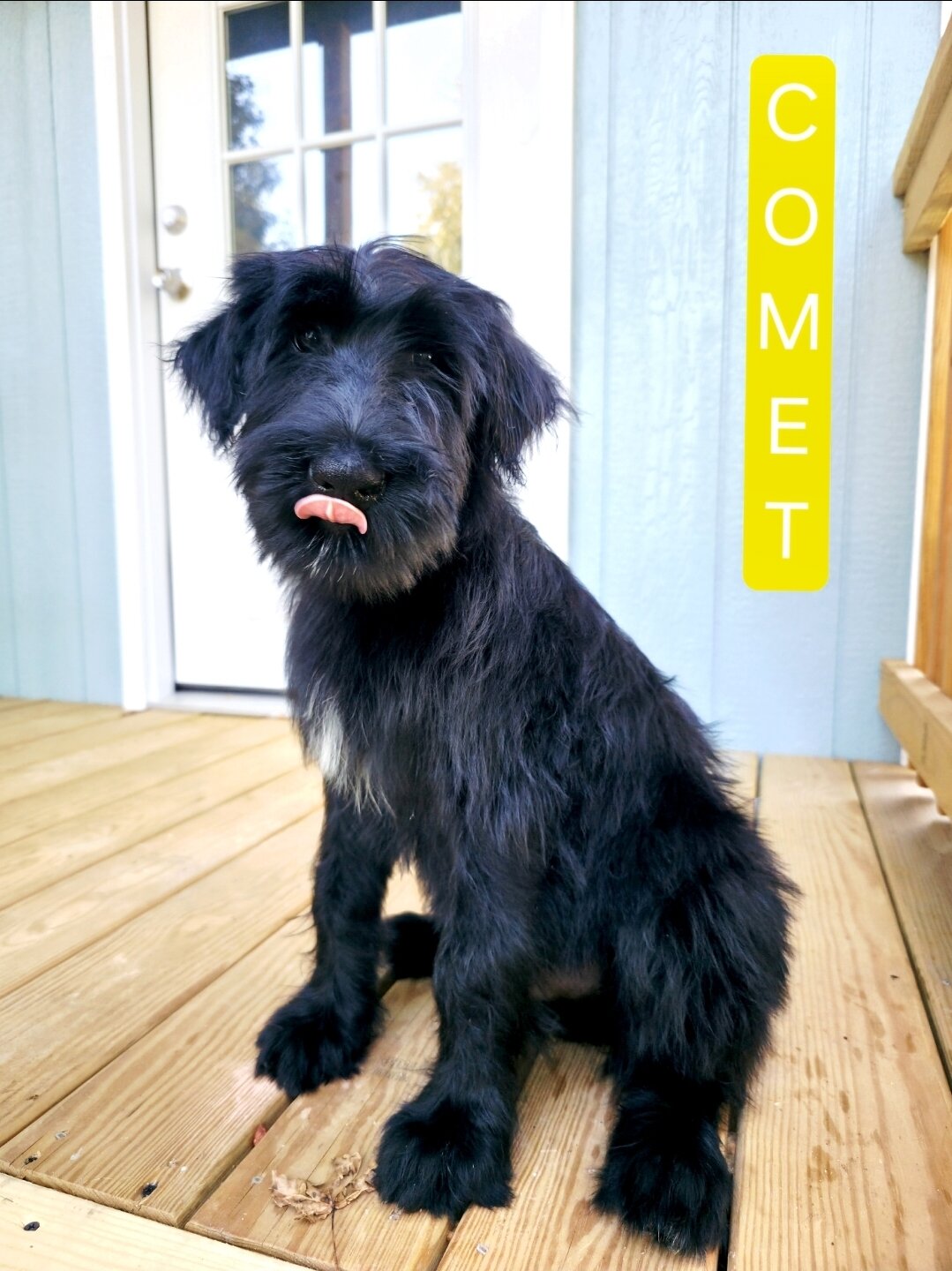 AKC Giant Schnauzers image 4