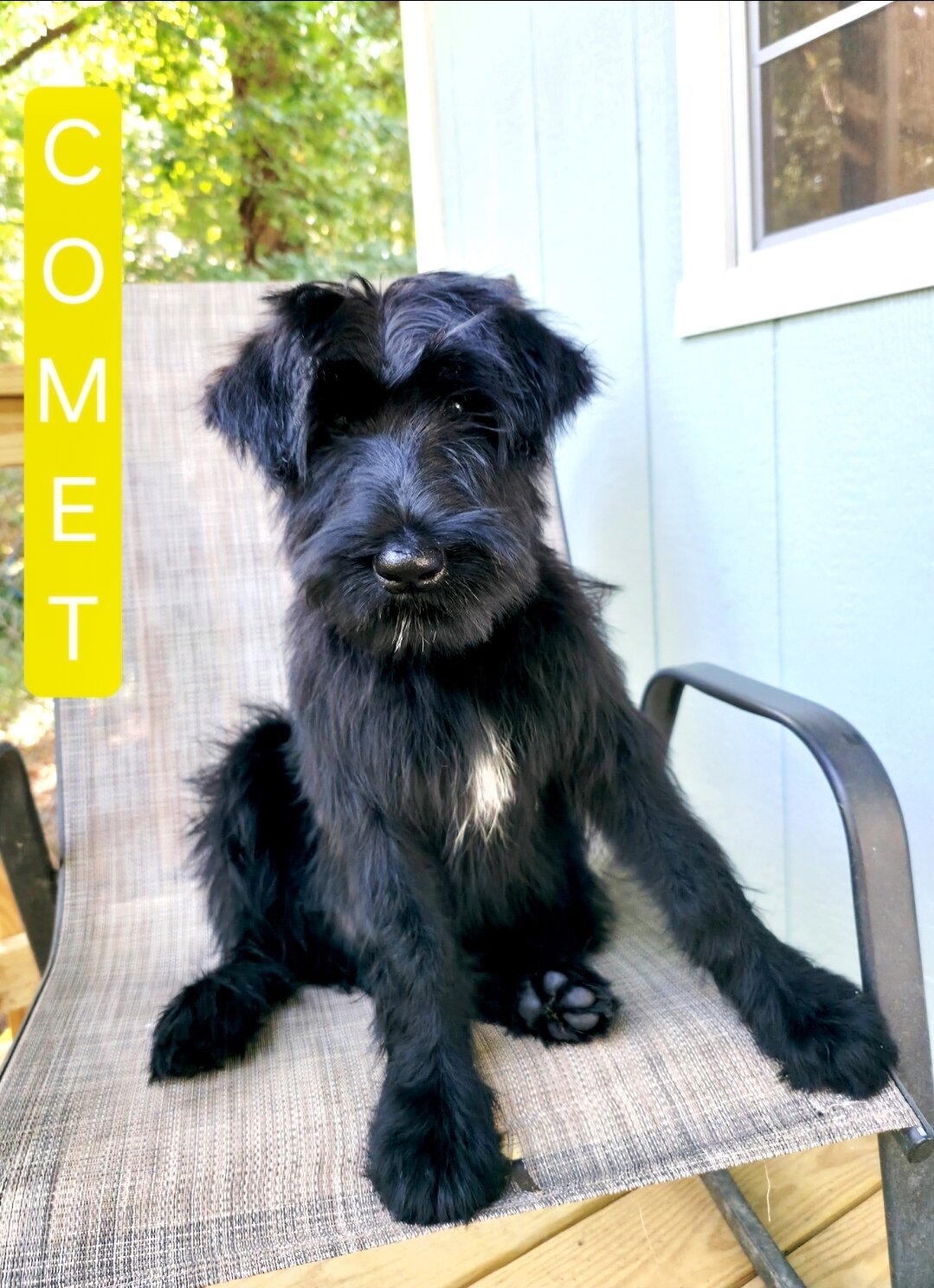 AKC Giant Schnauzers image 3