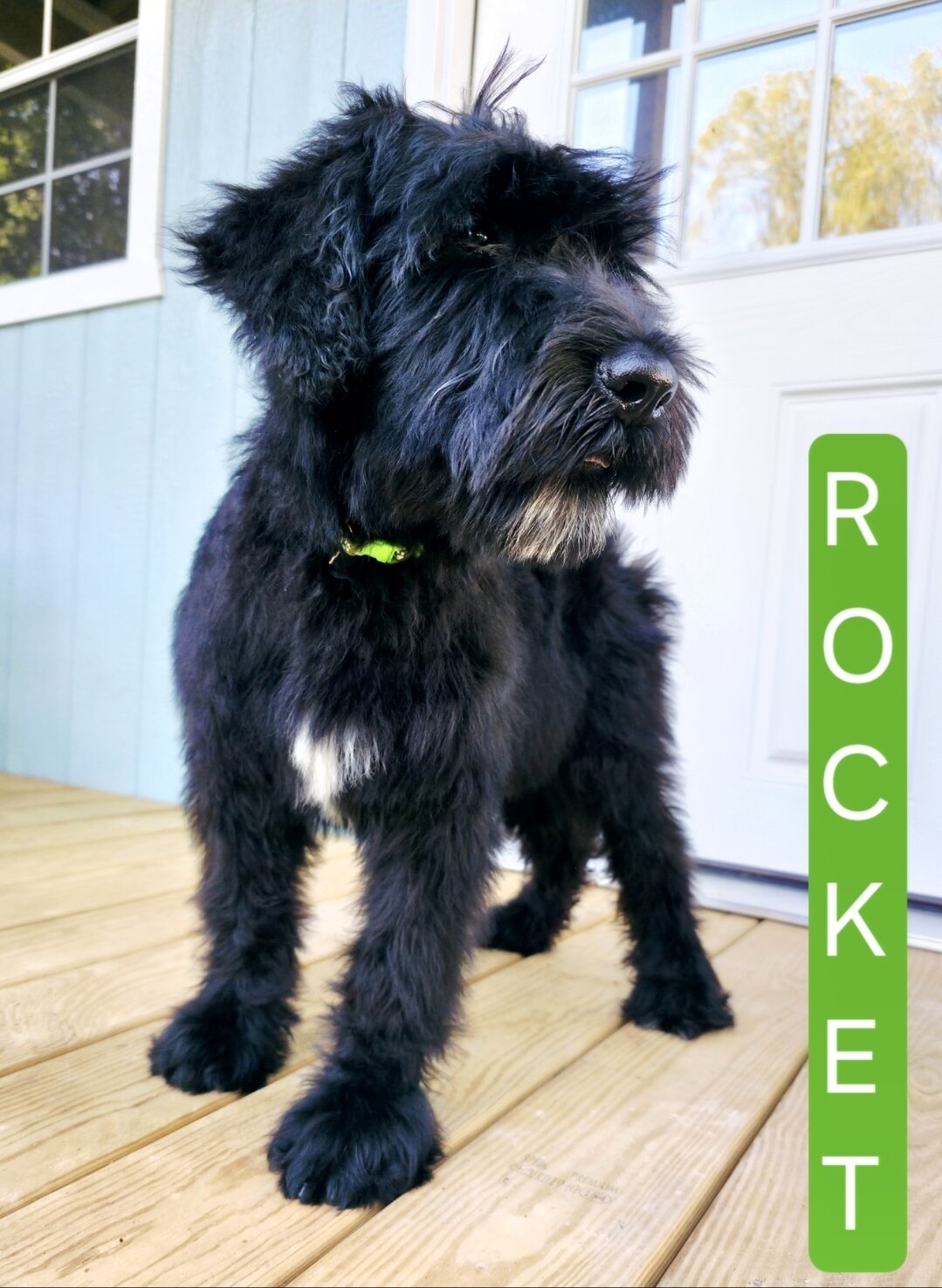AKC Giant Schnauzers image 2
