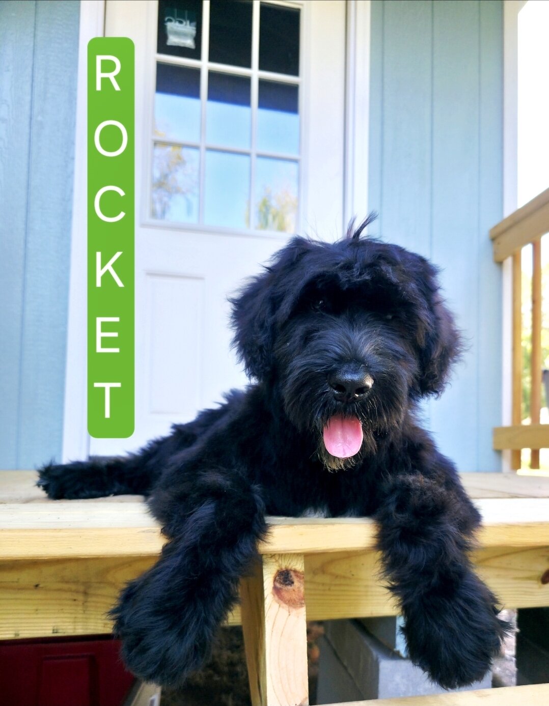 AKC Giant Schnauzers image 1