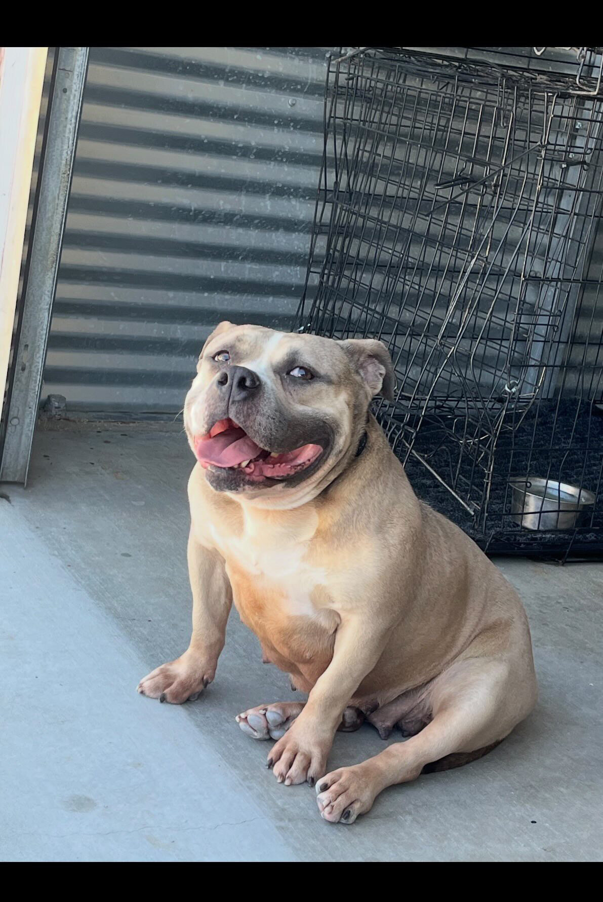 Pocket American bully female image 2