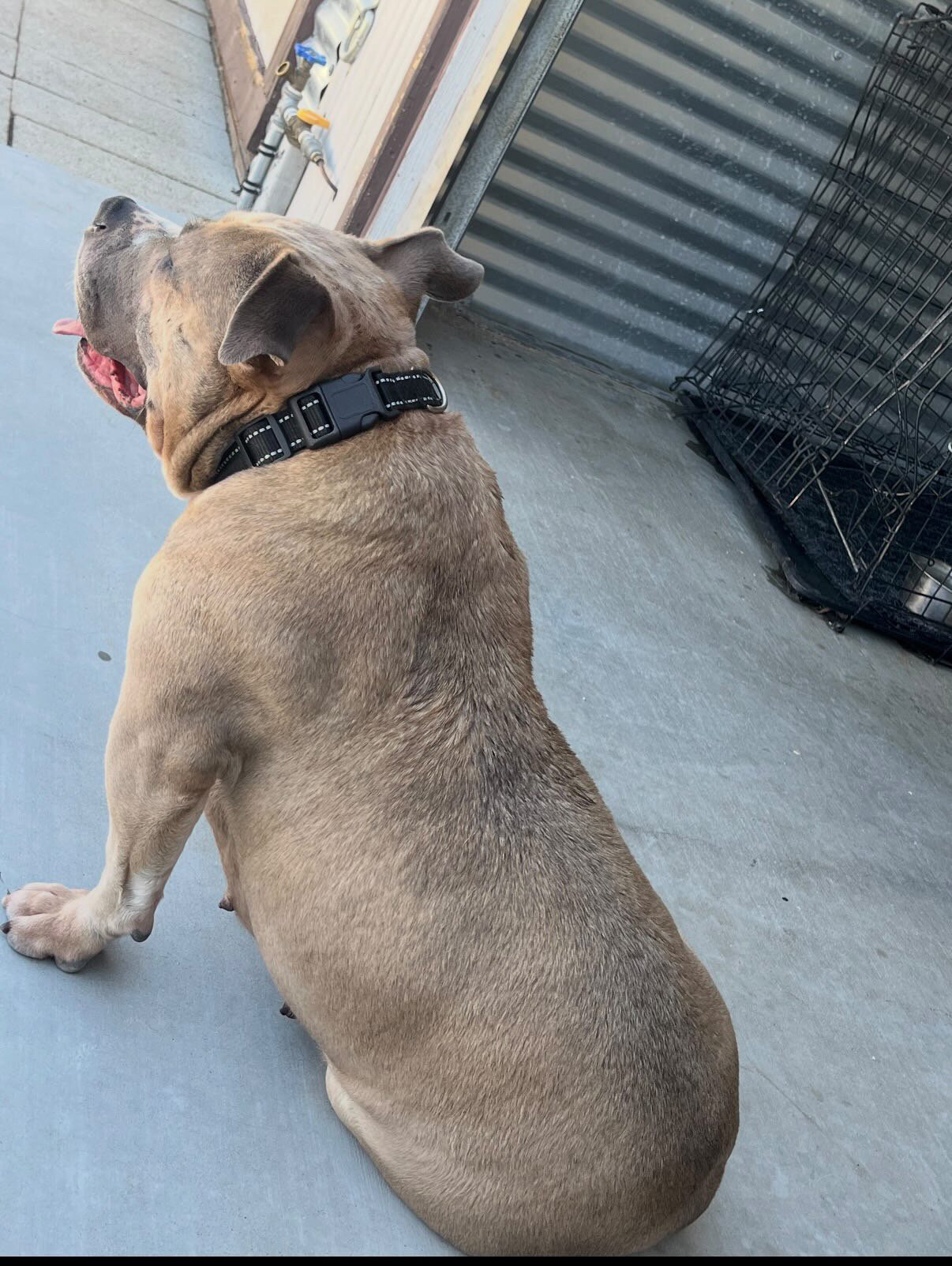 Pocket American bully female image 3