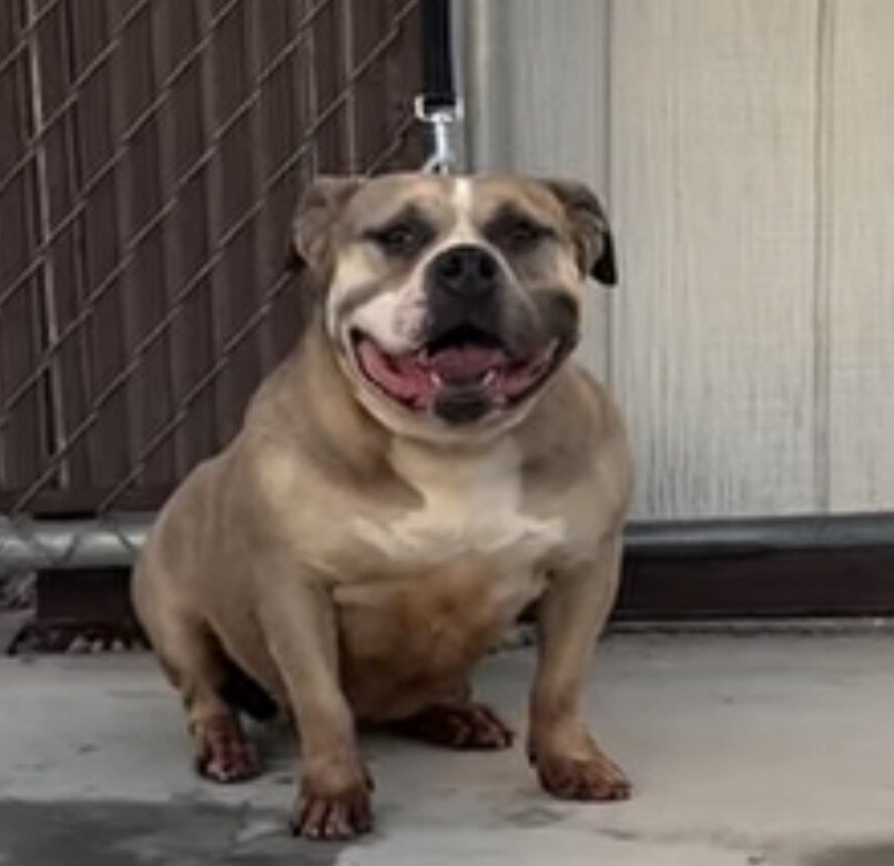 Pocket American bully female image 1