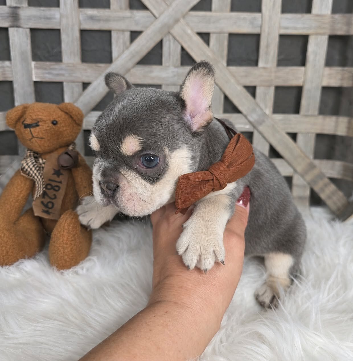 lilac & tan male french bulldog image 1