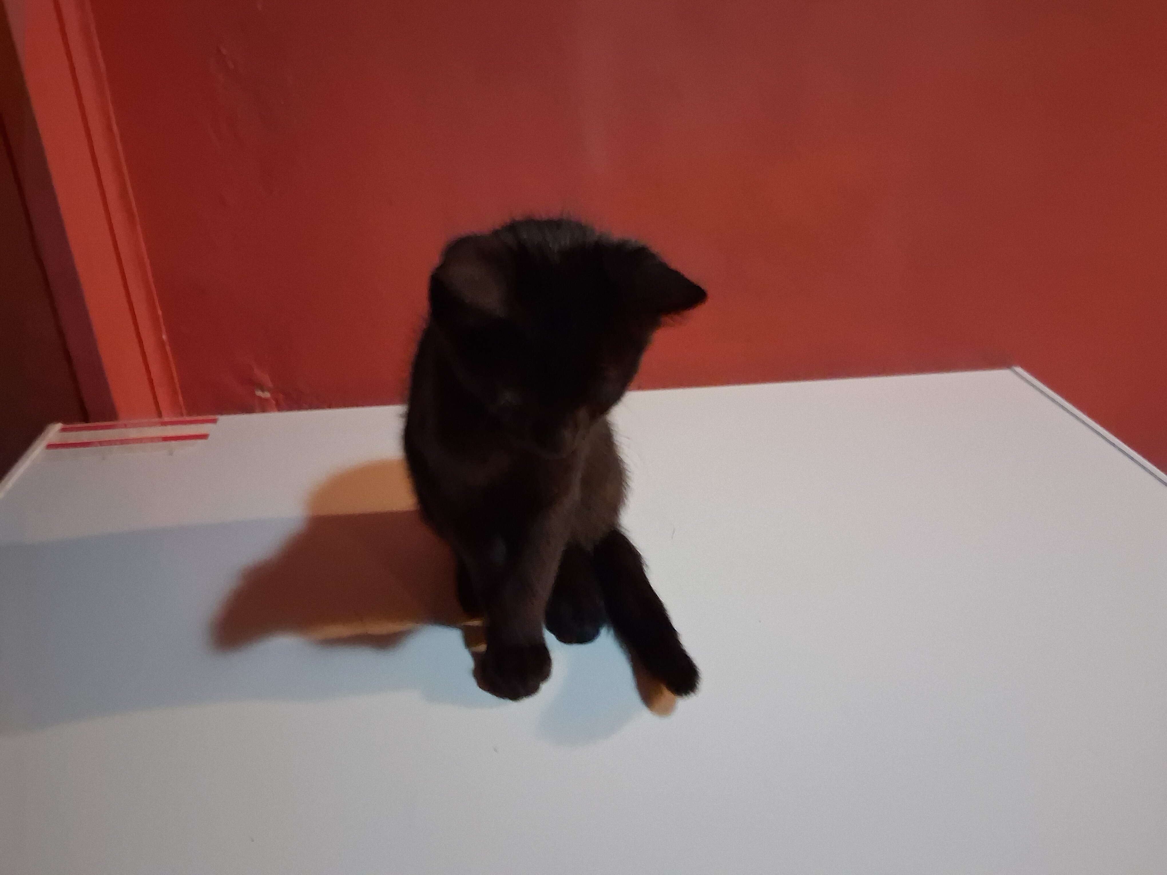 I'm looking to Rehome two kittens image 2