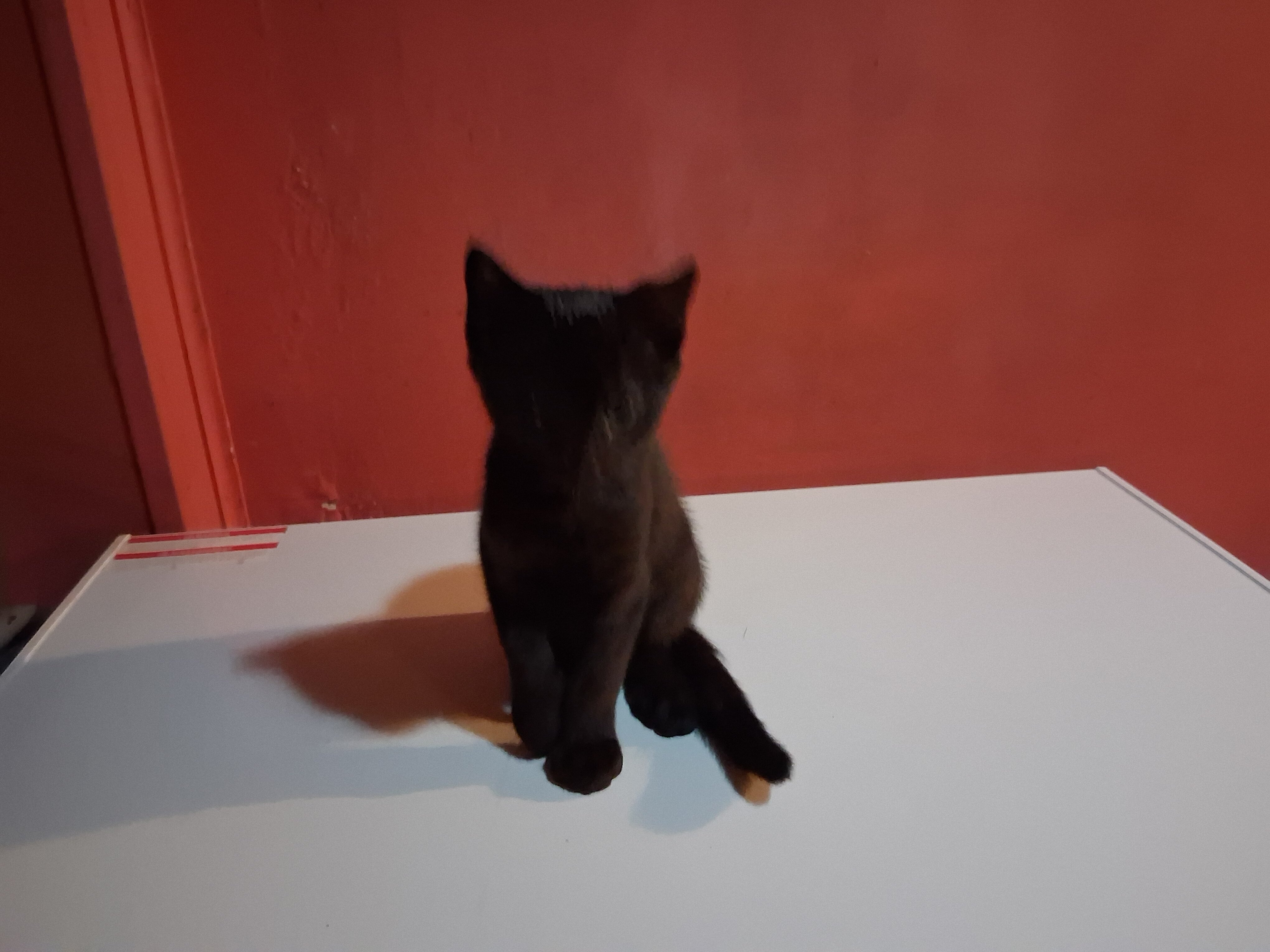 I'm looking to Rehome two kittens image 1