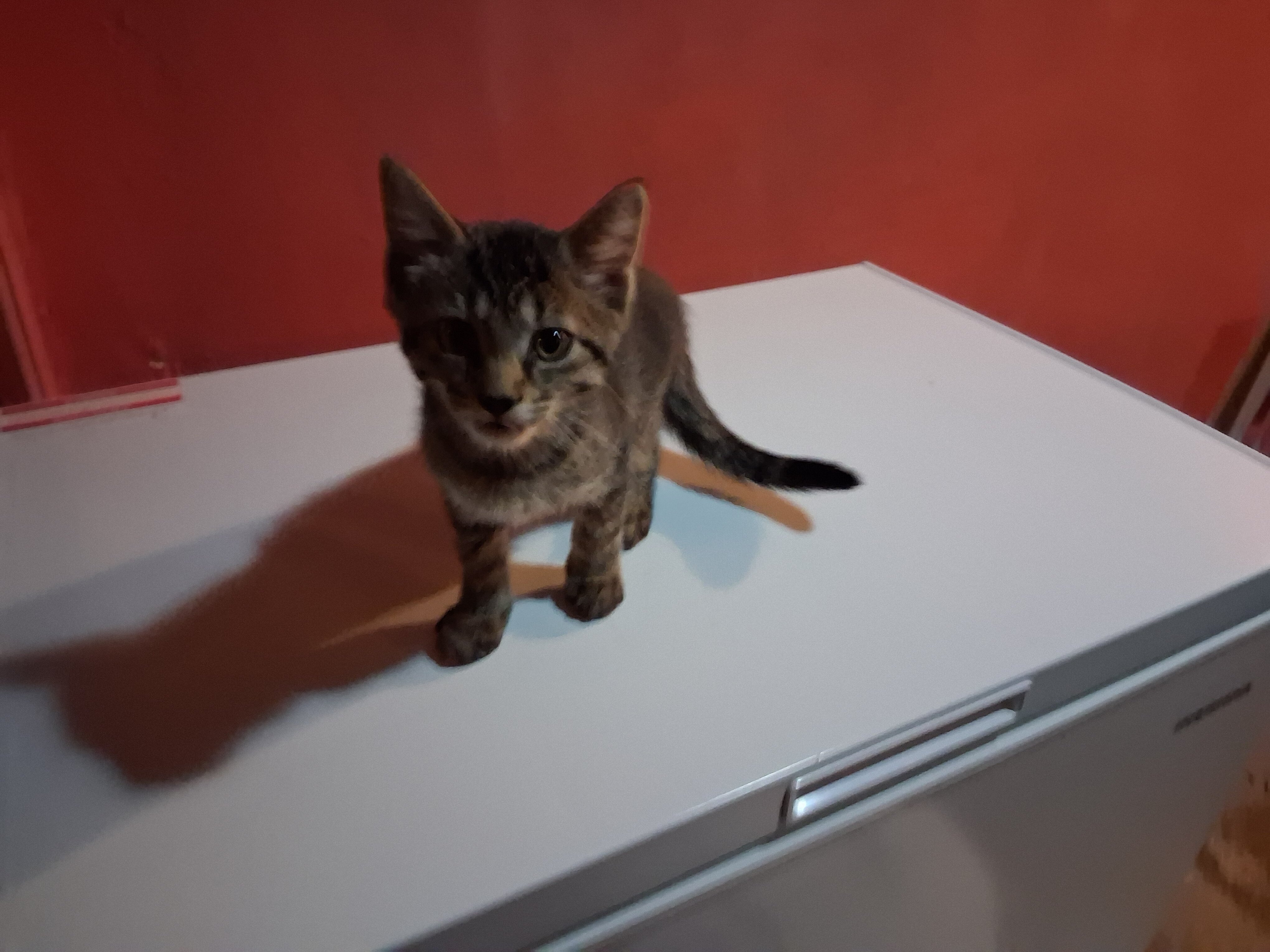 I'm looking to Rehome two kittens image 4