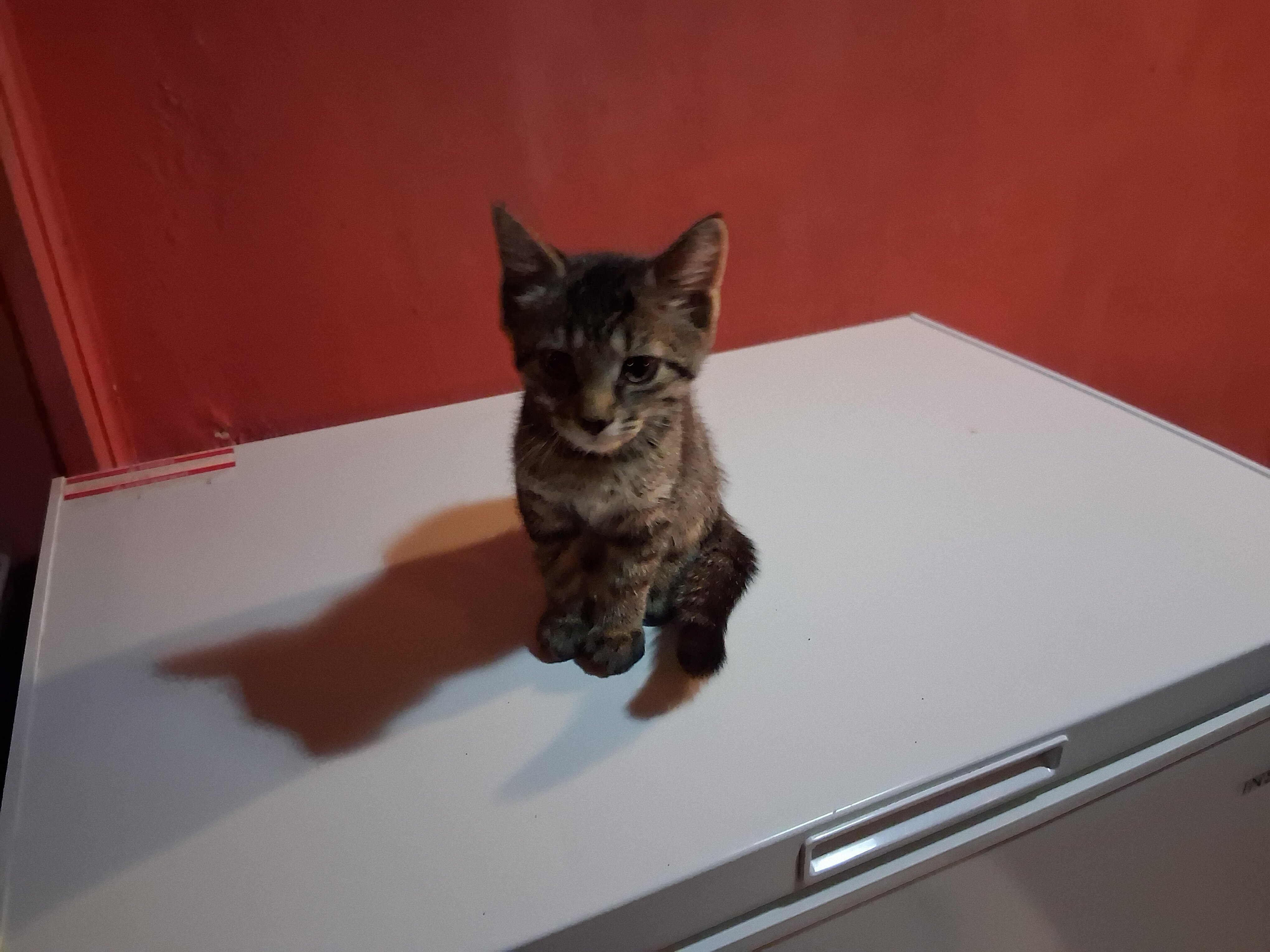 I'm looking to Rehome two kittens image 3