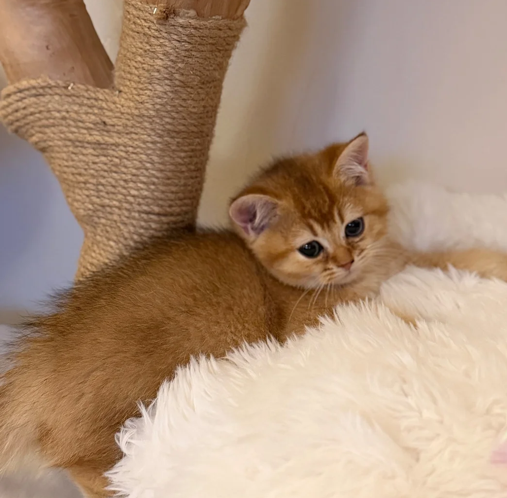 Golden BSH 100% Pure pedigree Registered image 1
