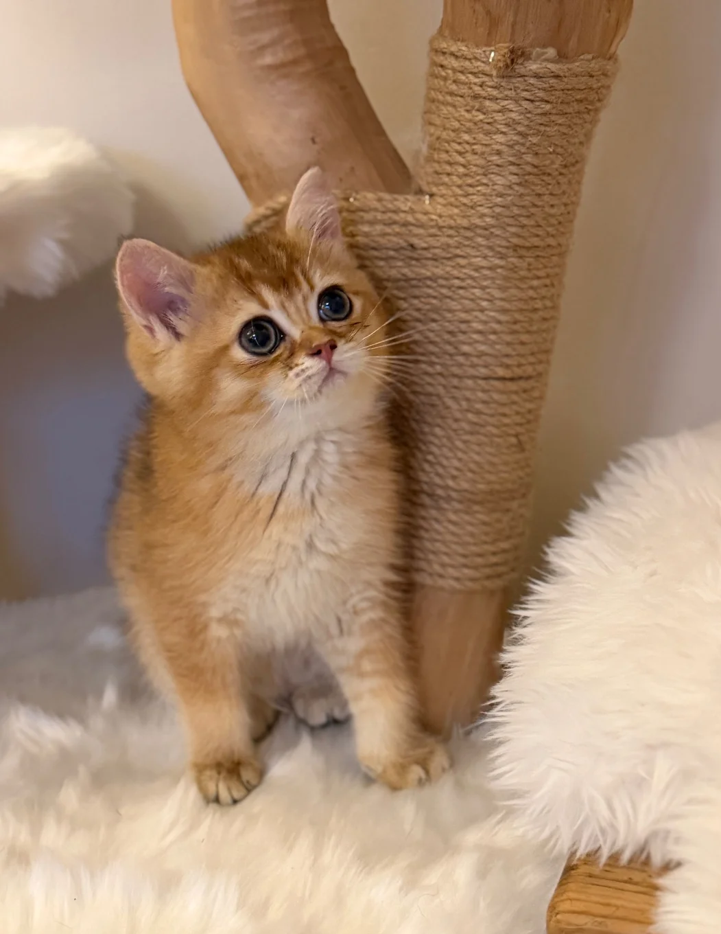 Golden BSH 100% Pure pedigree Registered image 2