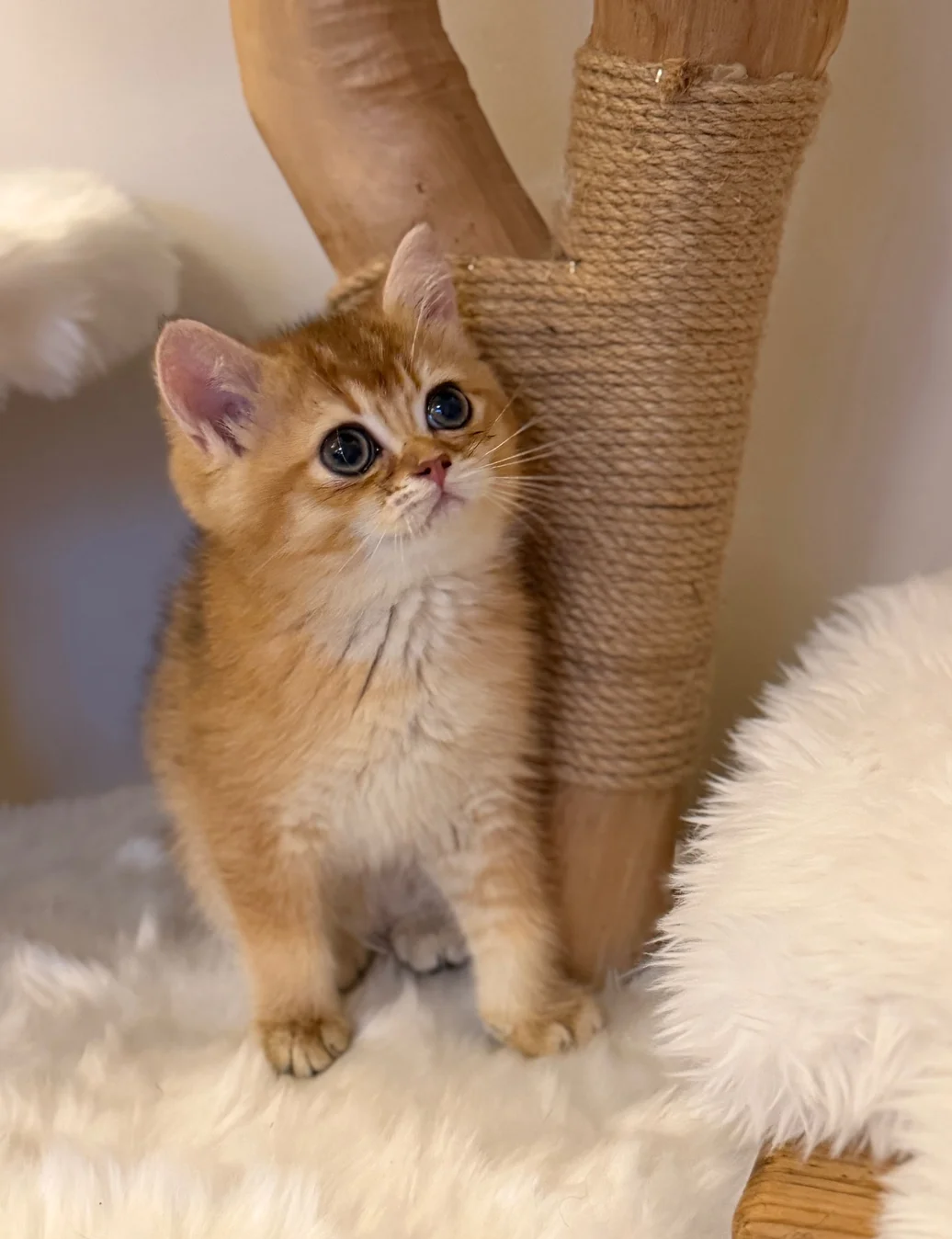 Golden BSH 100% Pure pedigree Registered image 3