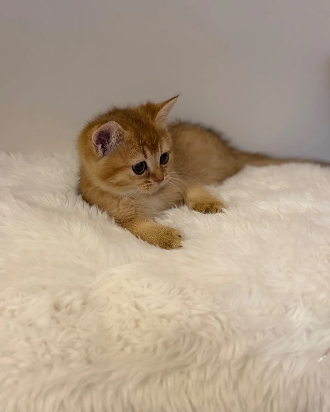 Golden BSH 100% Pure pedigree Registered image 6