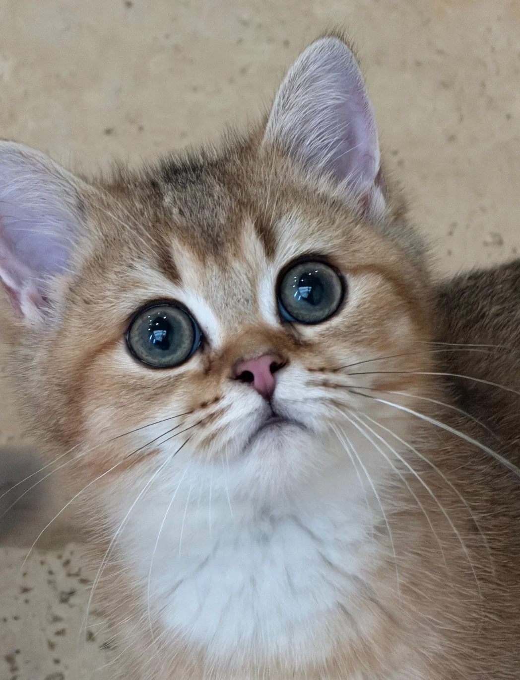 Golden BSH 100% Pure pedigree Registered image 7