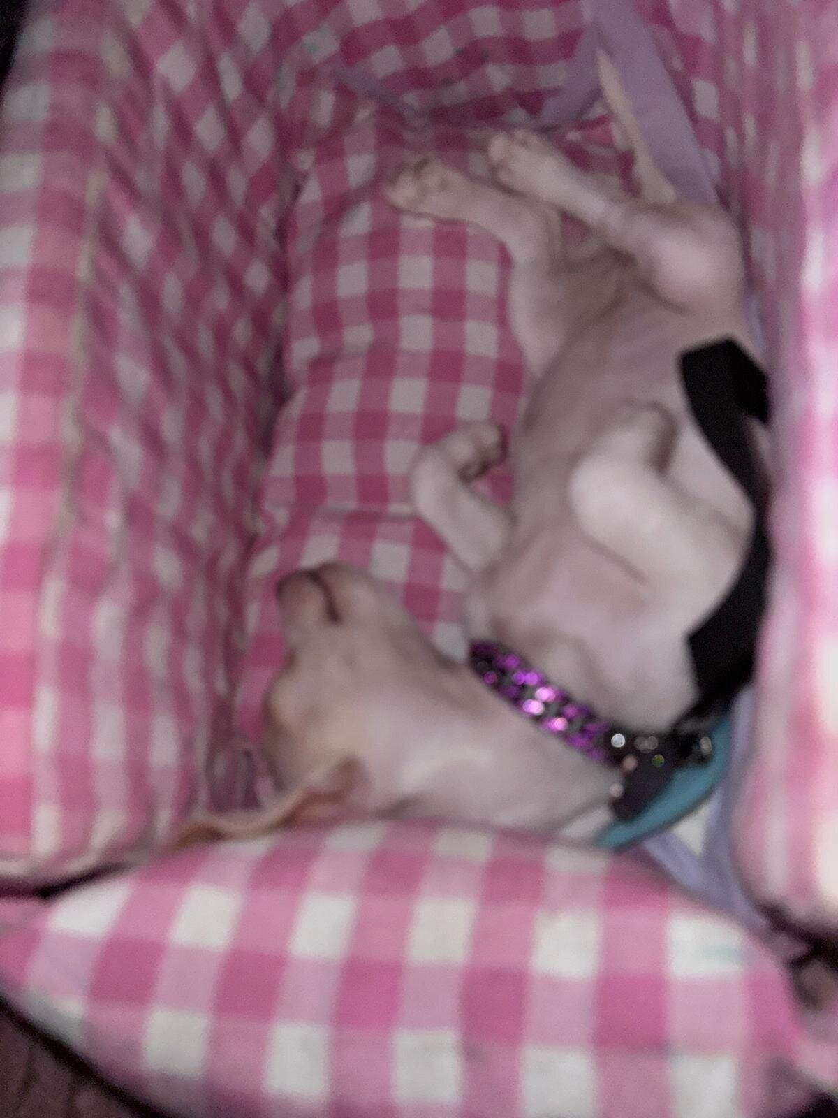 Toy Chihuahua image 7