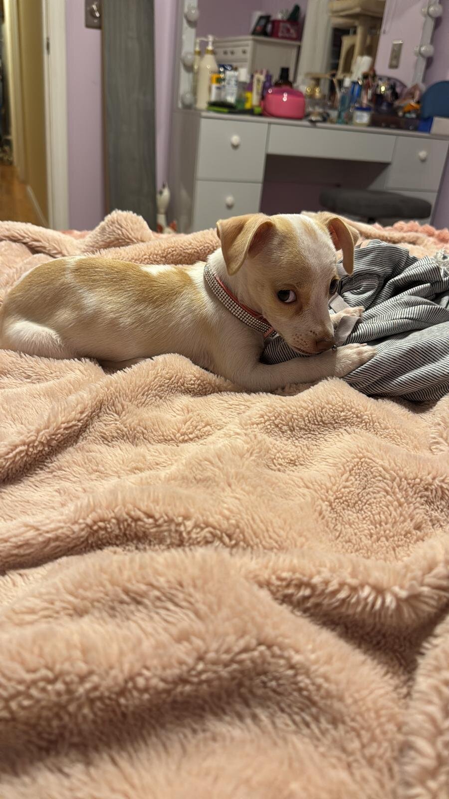 Toy Chihuahua image 4