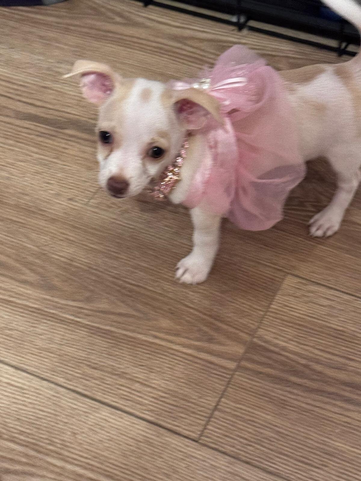 Toy Chihuahua image 1