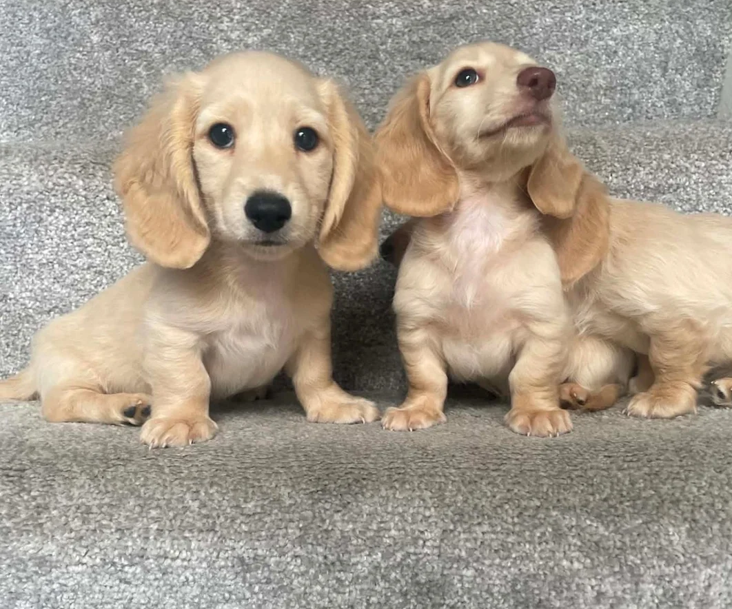 REDUCED READY NOW Longhair cream mini dachshund image 1