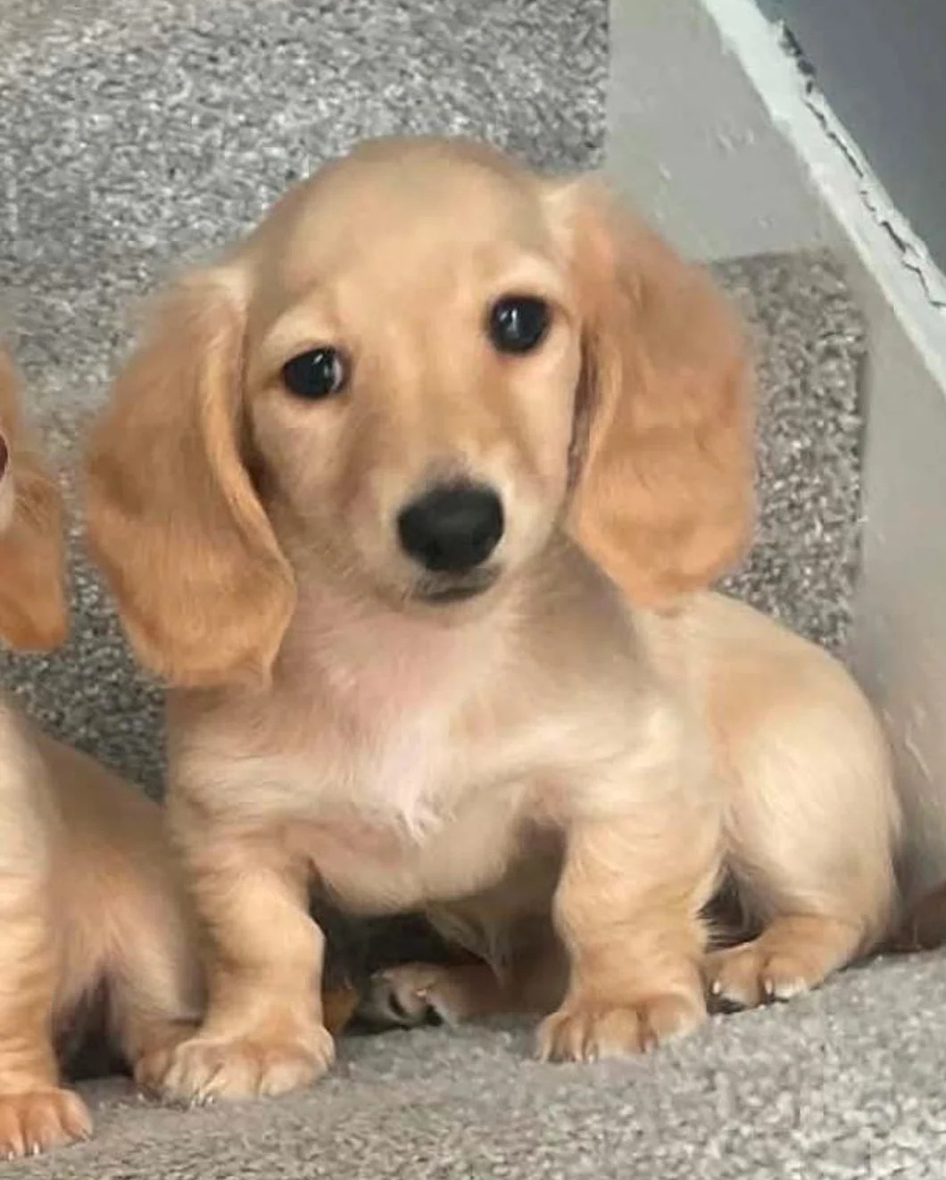 REDUCED READY NOW Longhair cream mini dachshund image 2