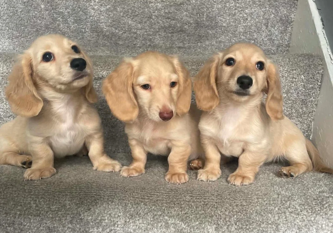 REDUCED READY NOW Longhair cream mini dachshund image 3