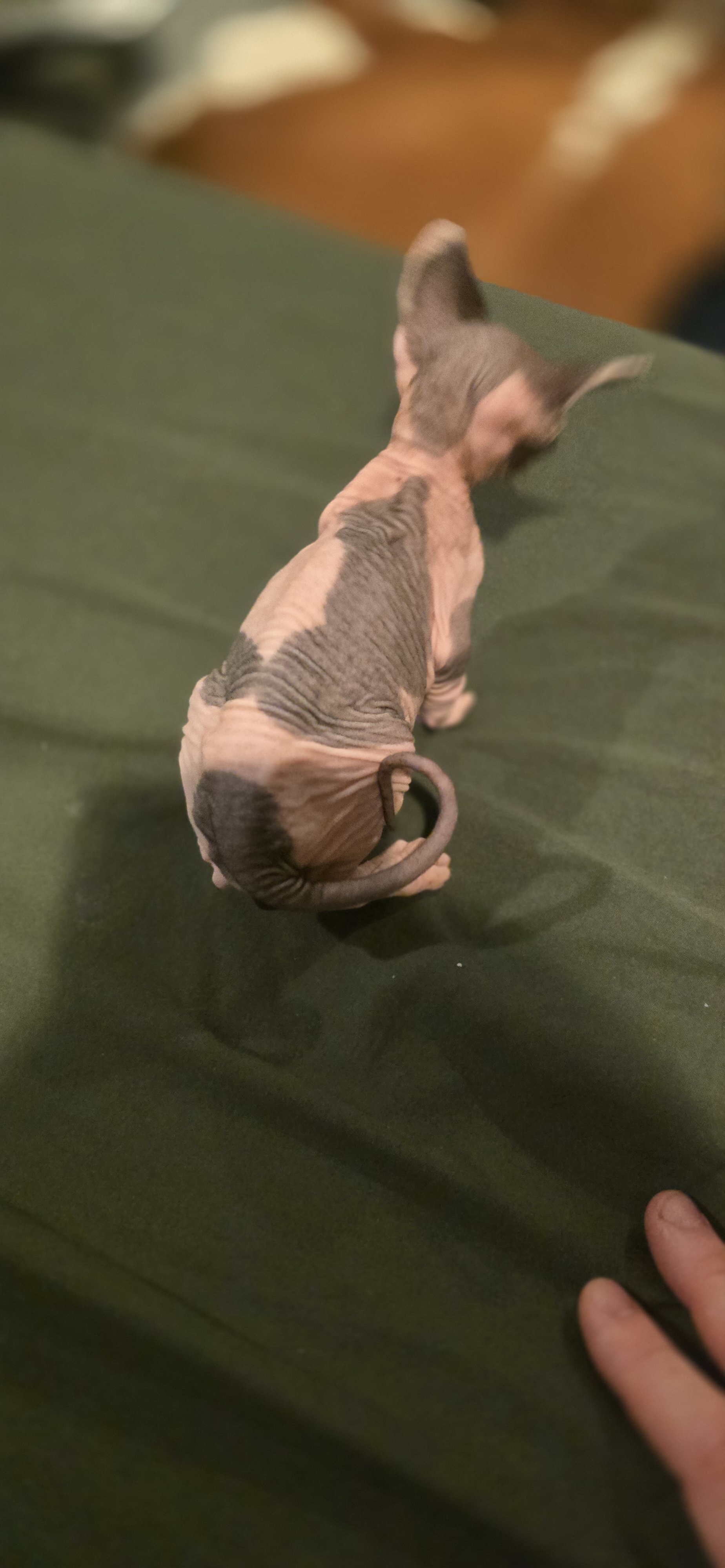 Sphynx kittens image 5