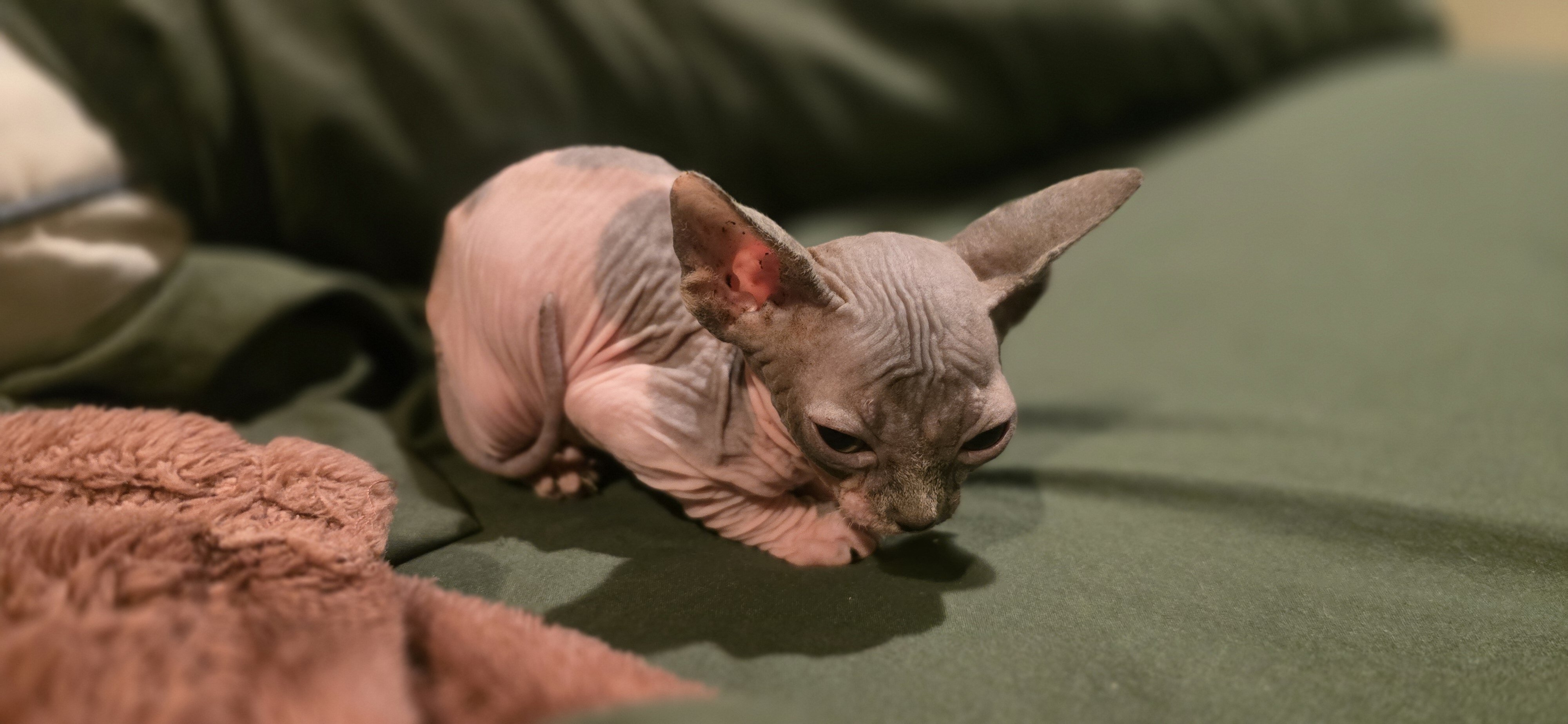 Sphynx kittens image 4