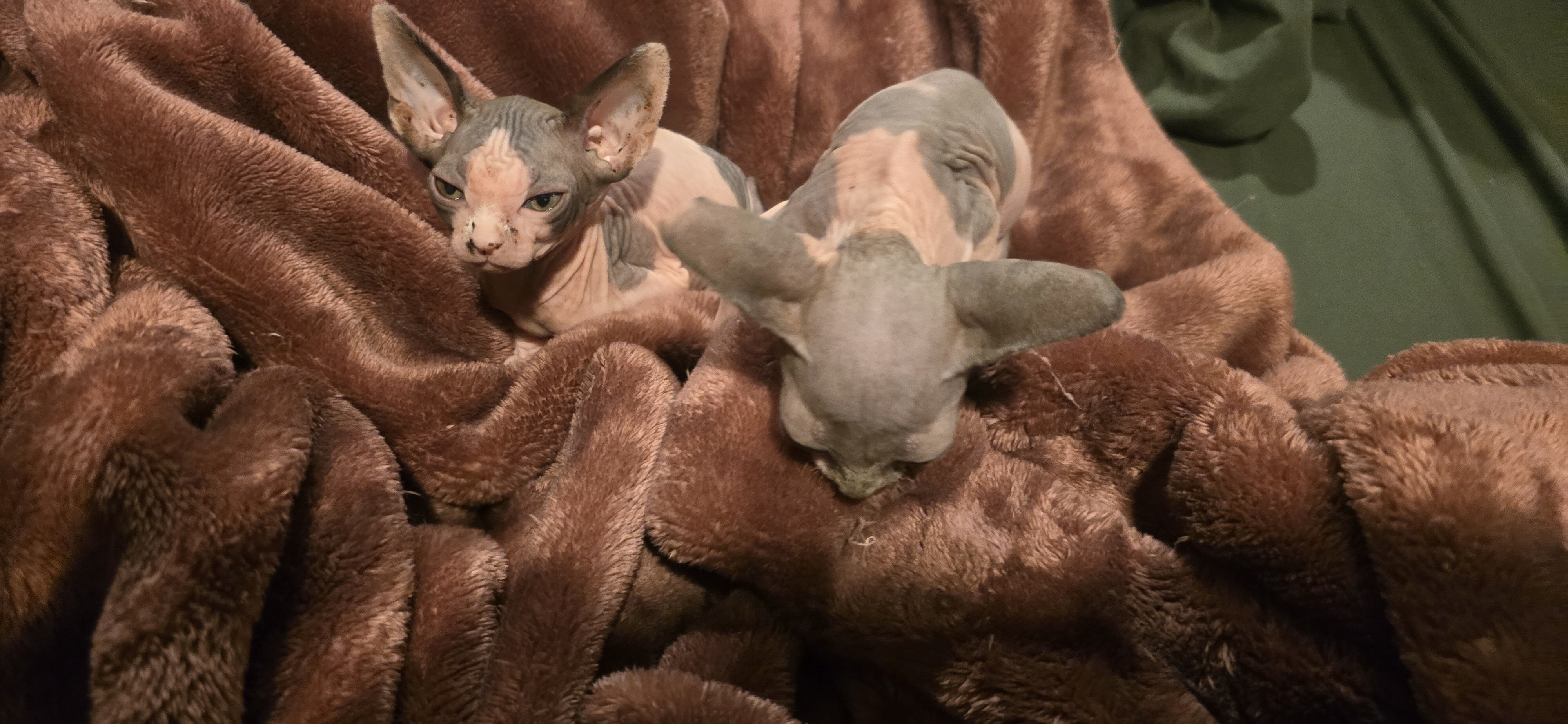 Sphynx kittens image 3