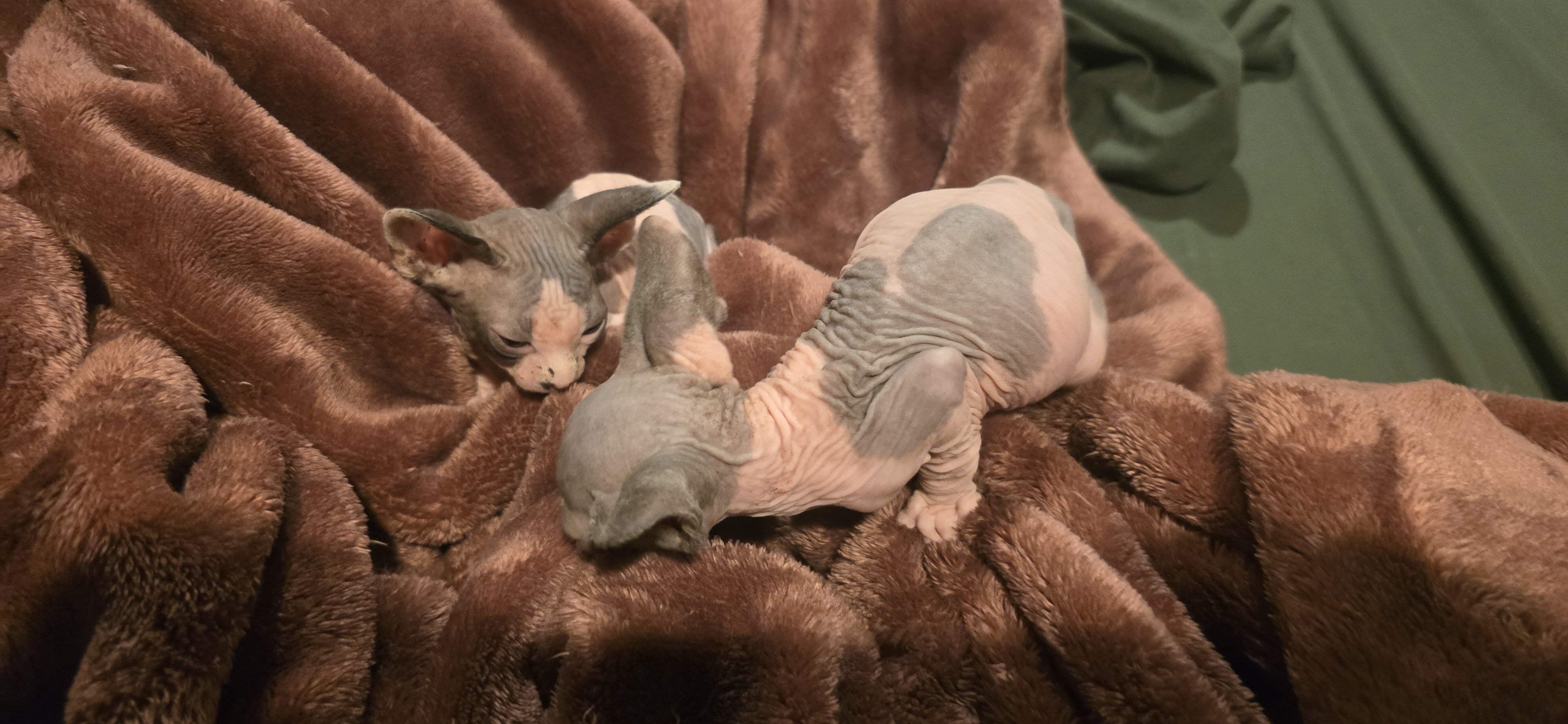 Sphynx kittens image 2