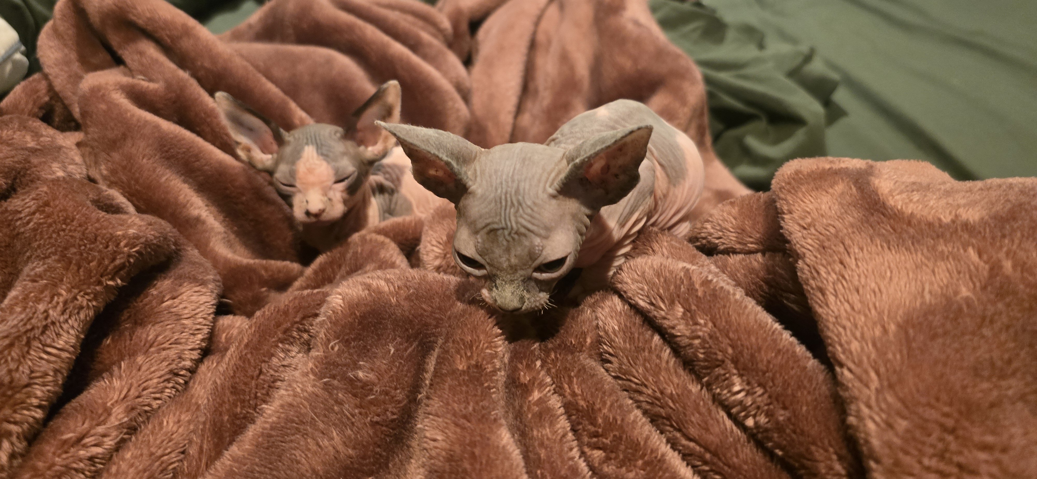 Sphynx kittens image 1