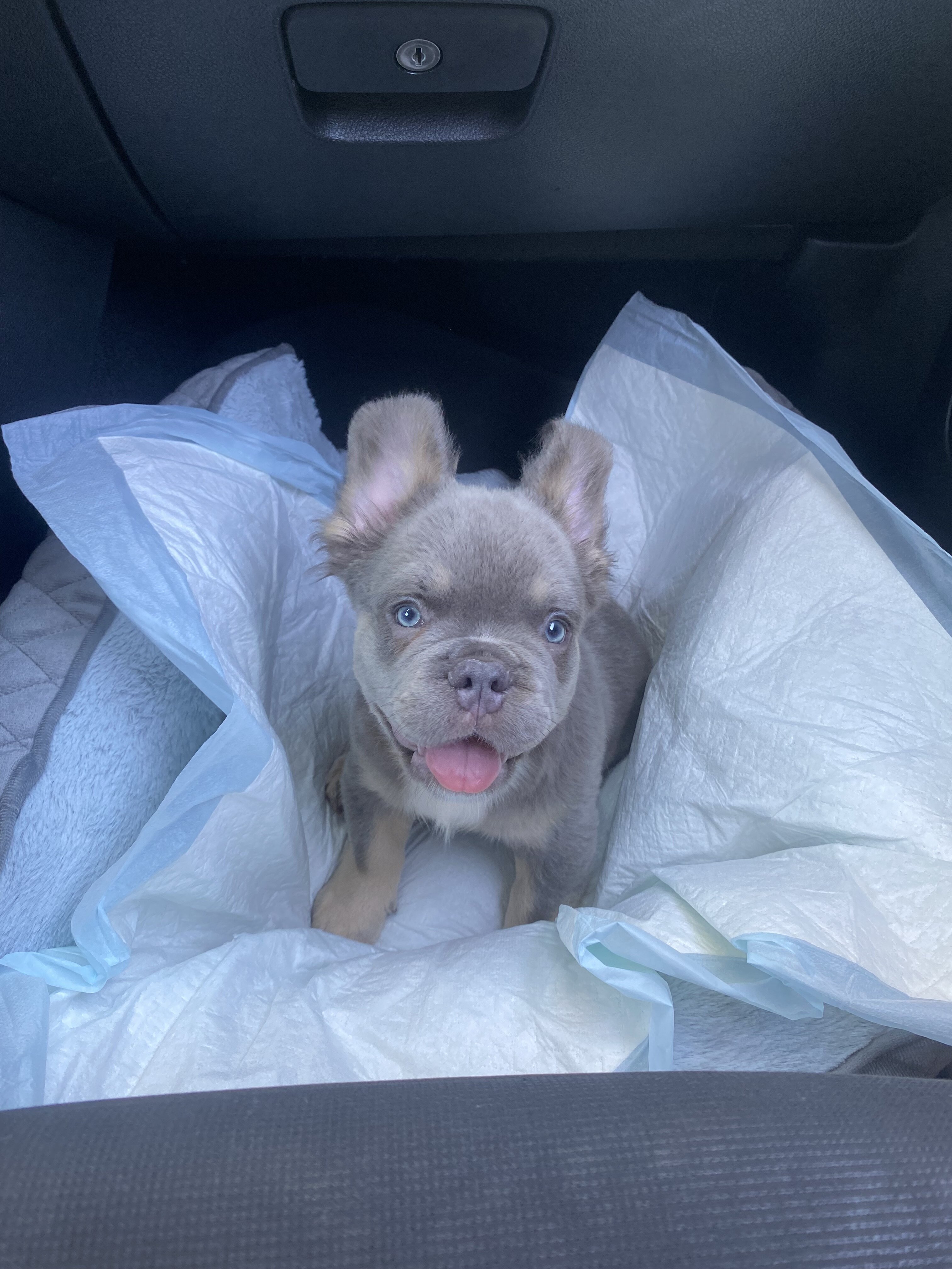 Frenchie image 3