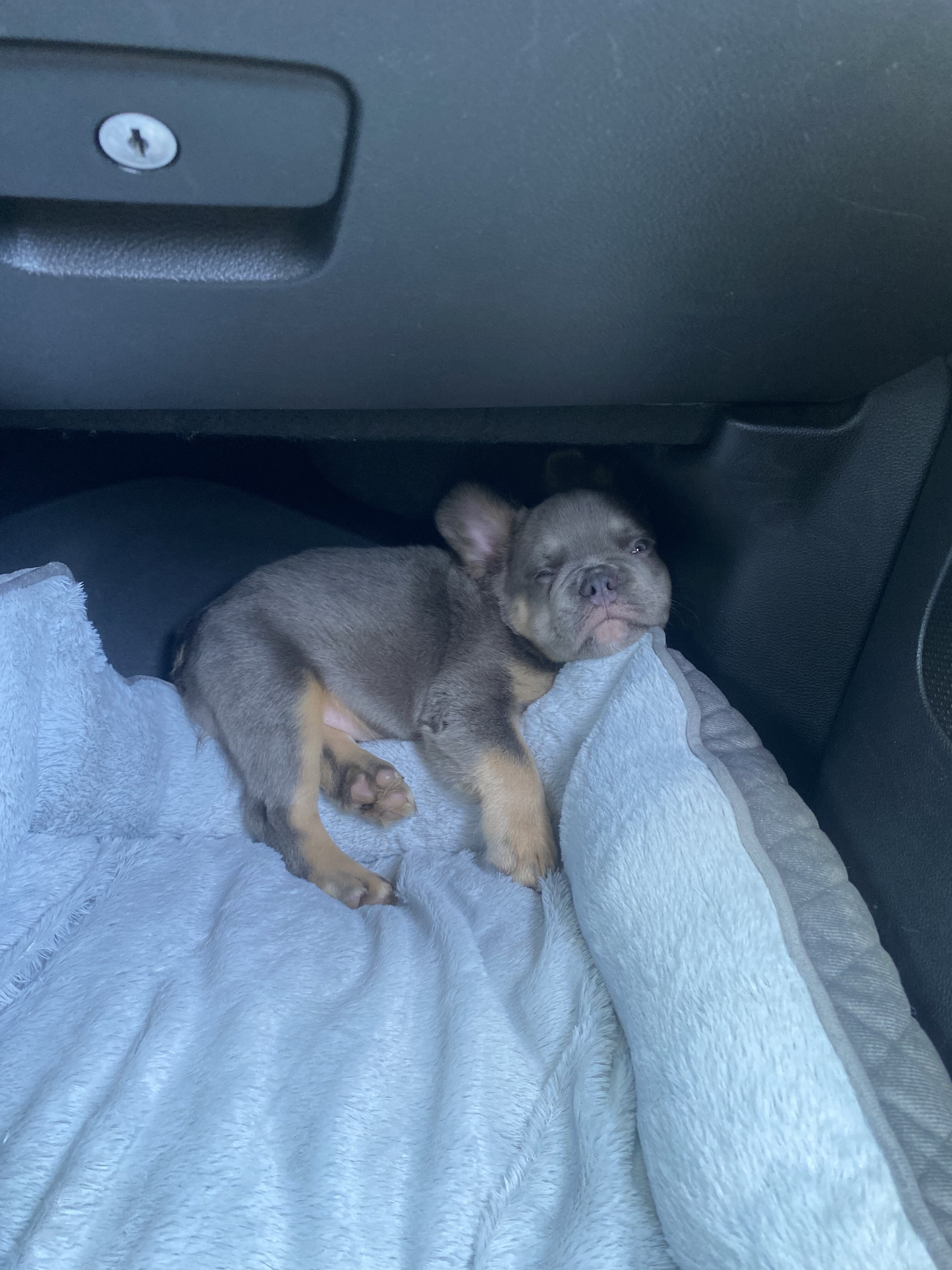Frenchie image 2