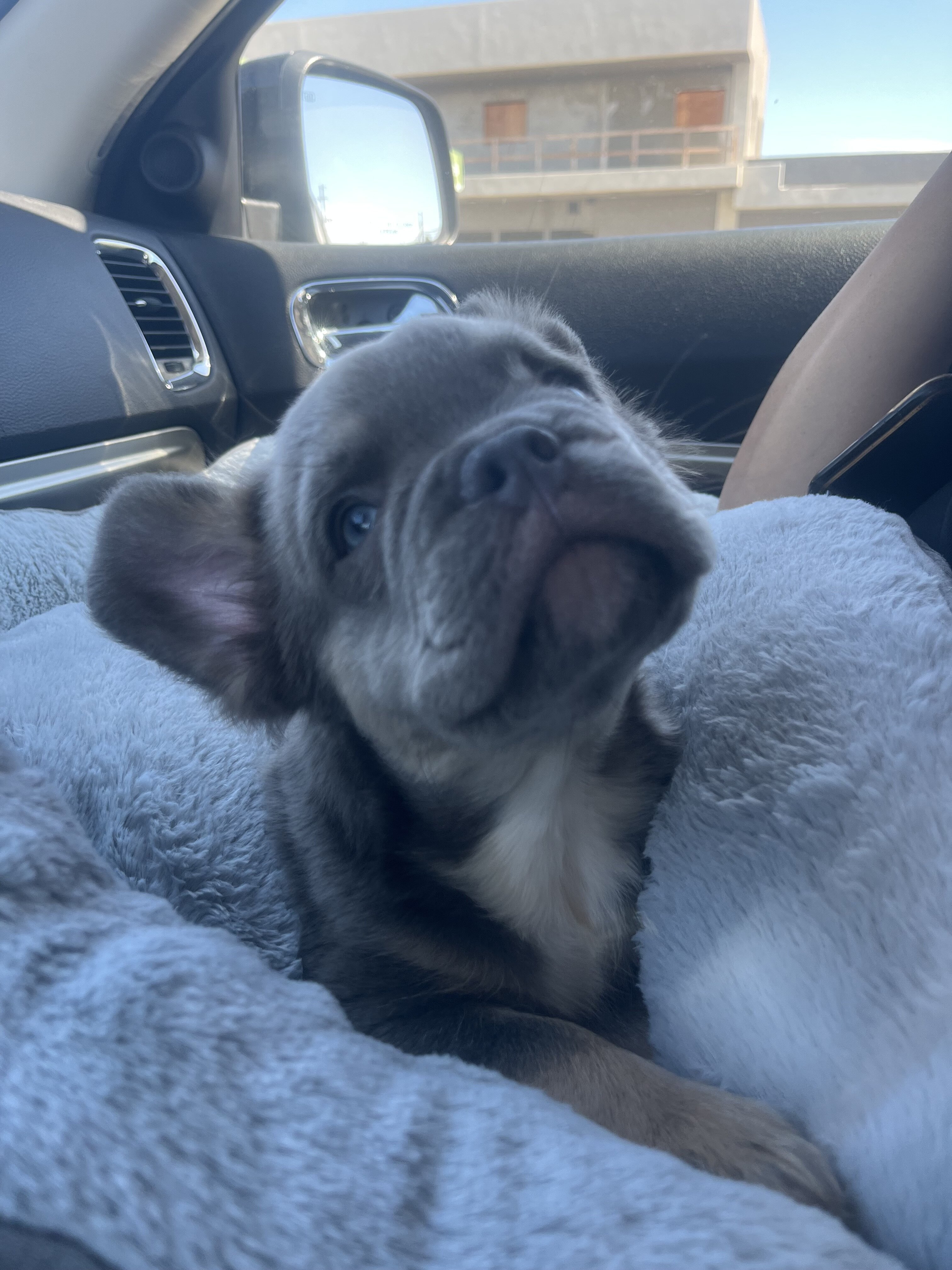 Frenchie image 1