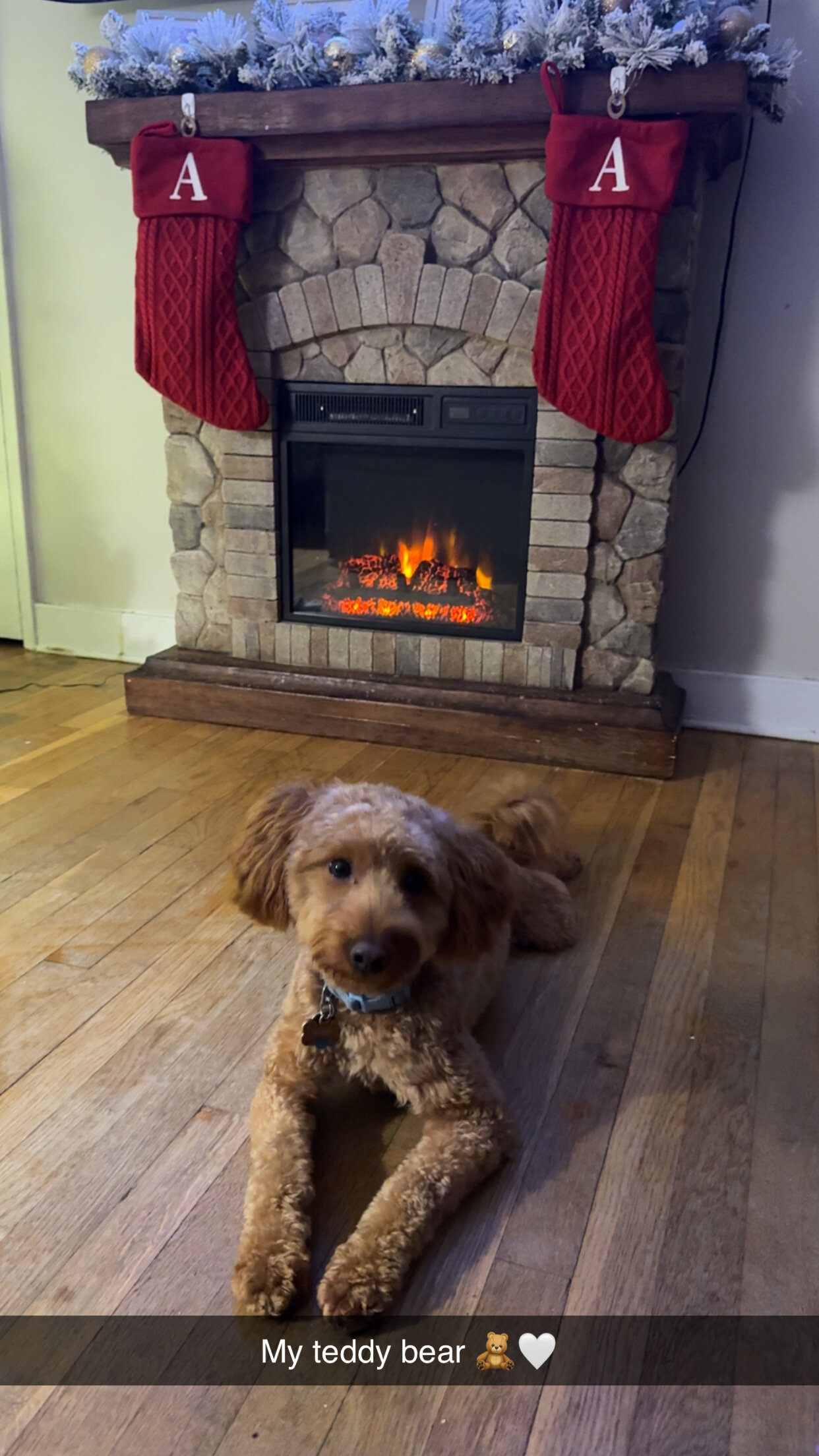 2 year old golden doodle medium size dog image 4