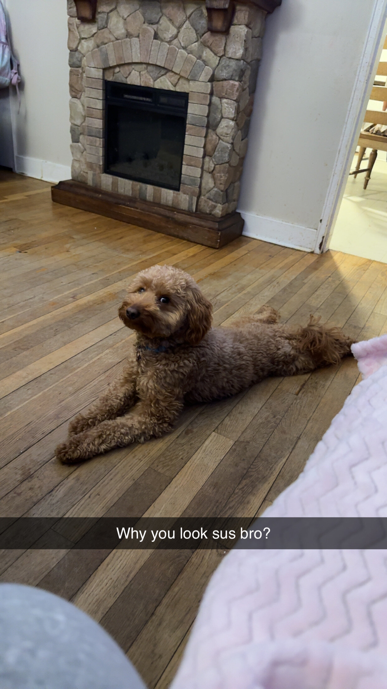 2 year old golden doodle medium size dog image 1
