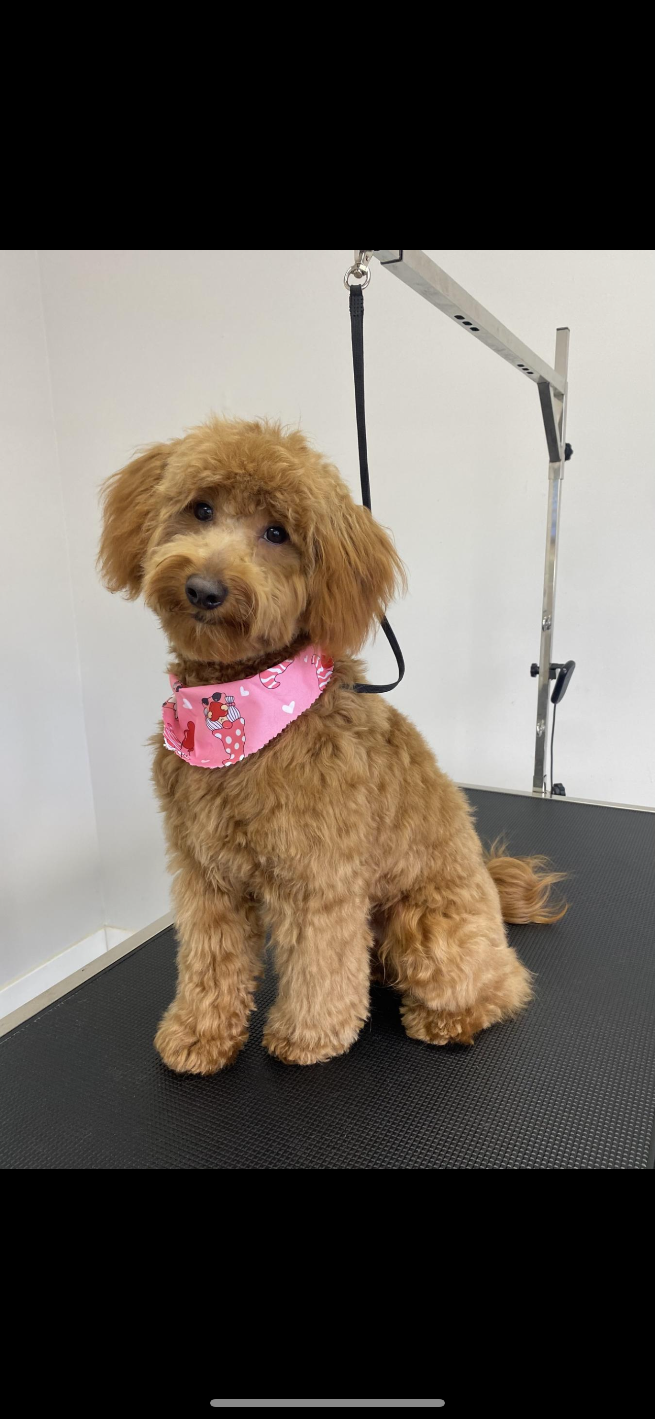 2 year old golden doodle medium size dog image 2