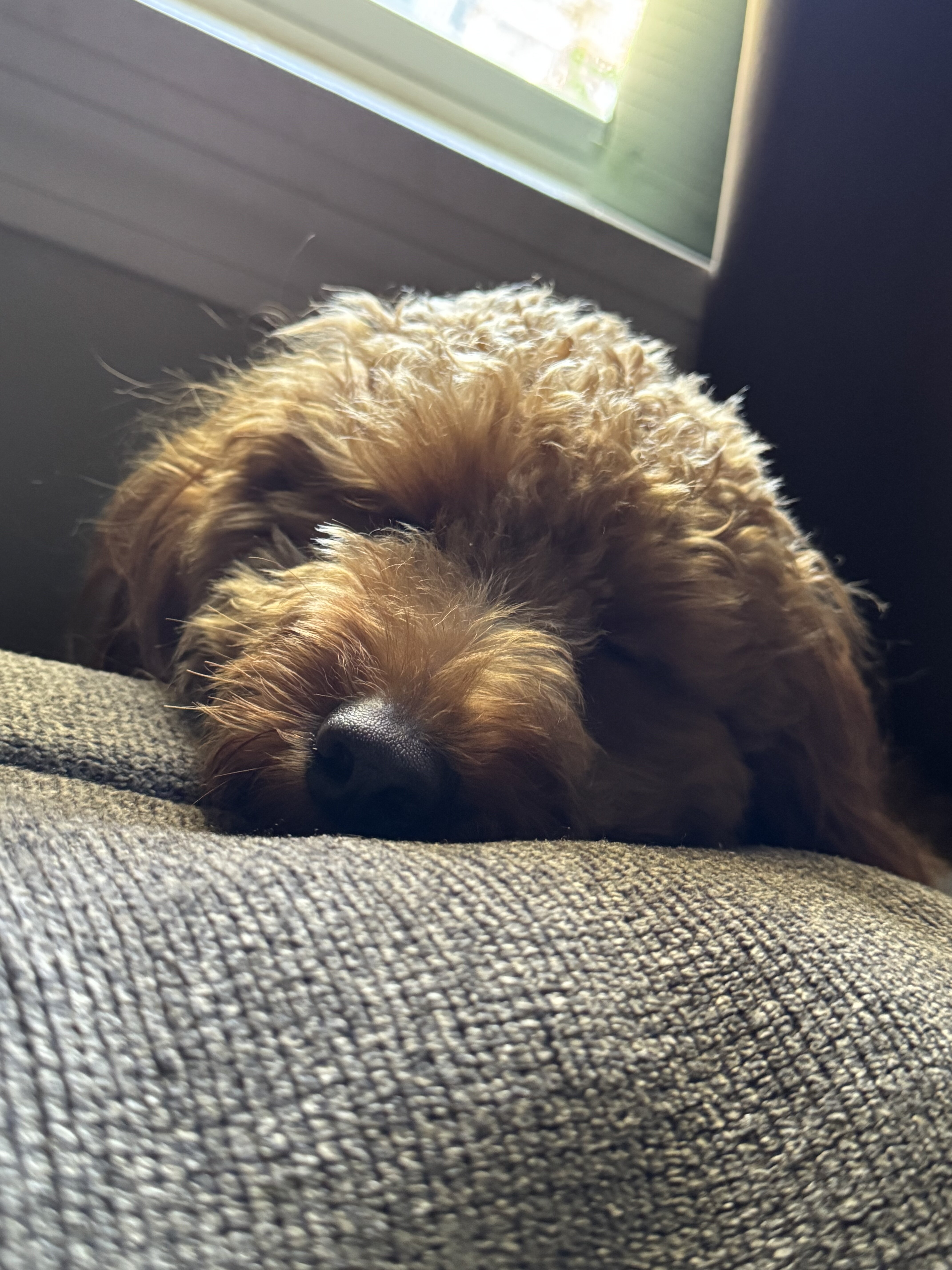 2 year old golden doodle medium size dog image 3