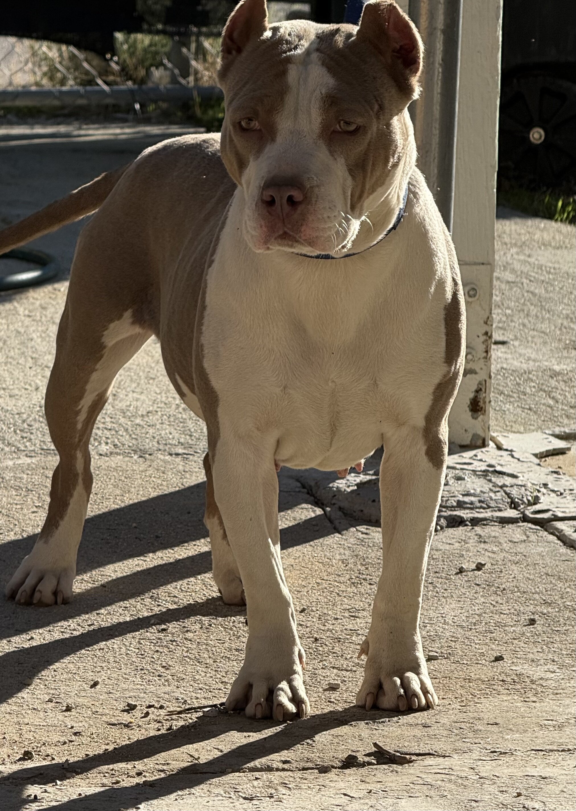American bully female image 1