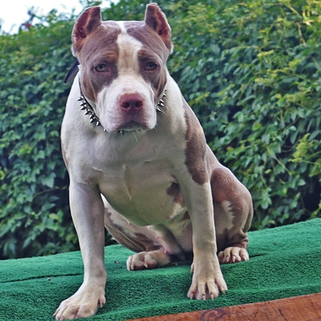American bully female image 2