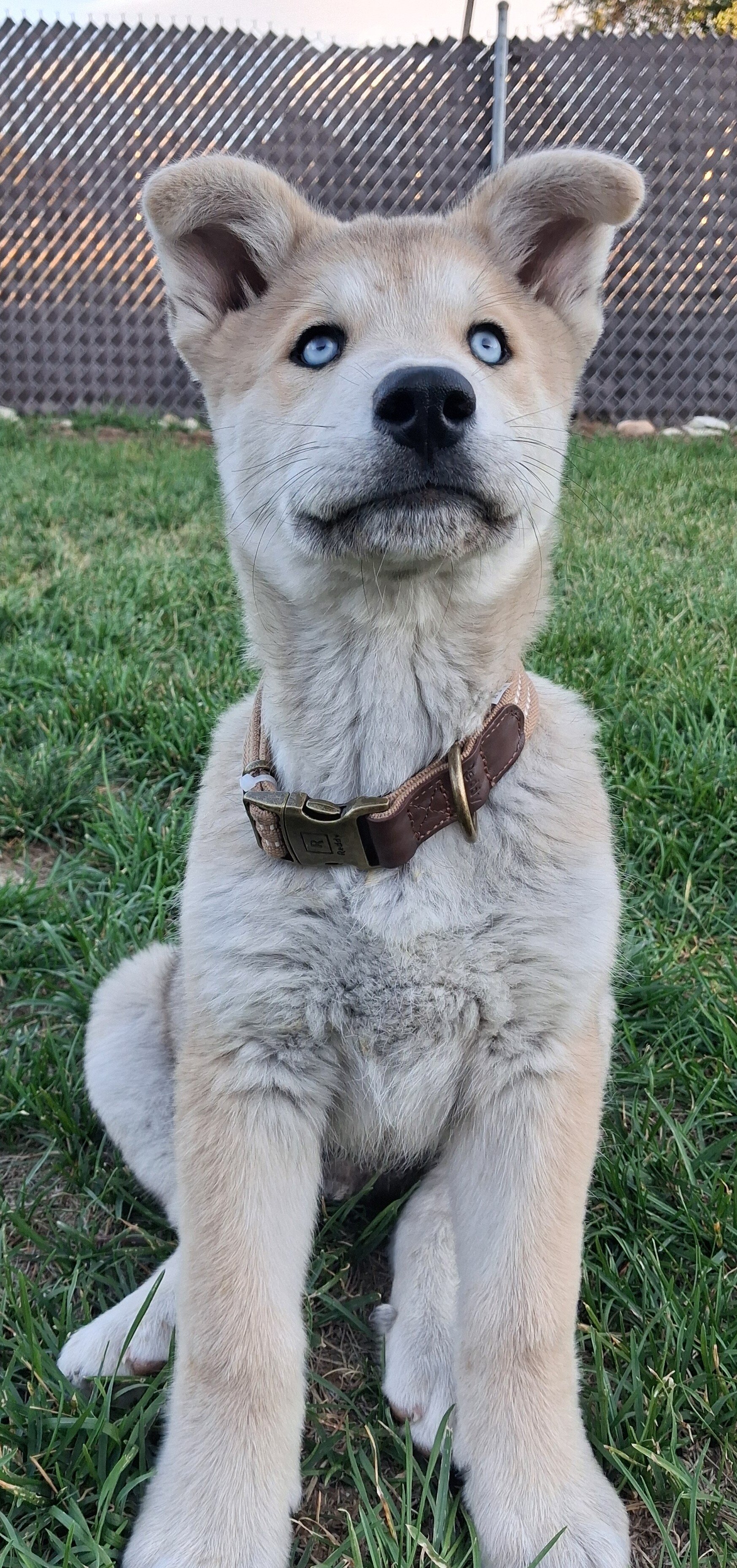 Husky puppy image 1