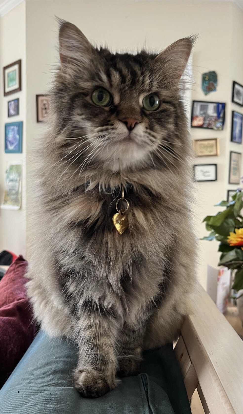 Maine Coon image 2