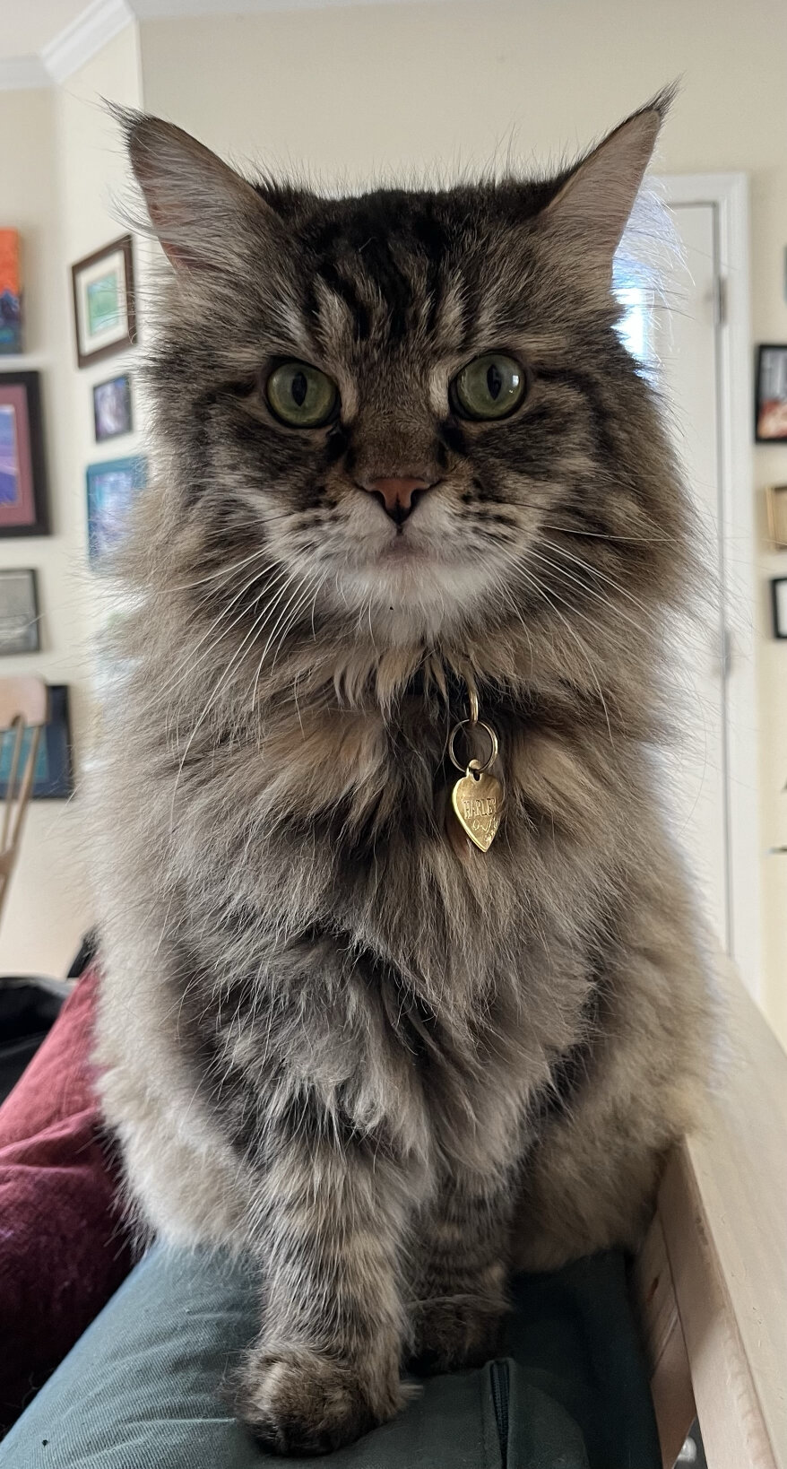 Maine Coon image 1