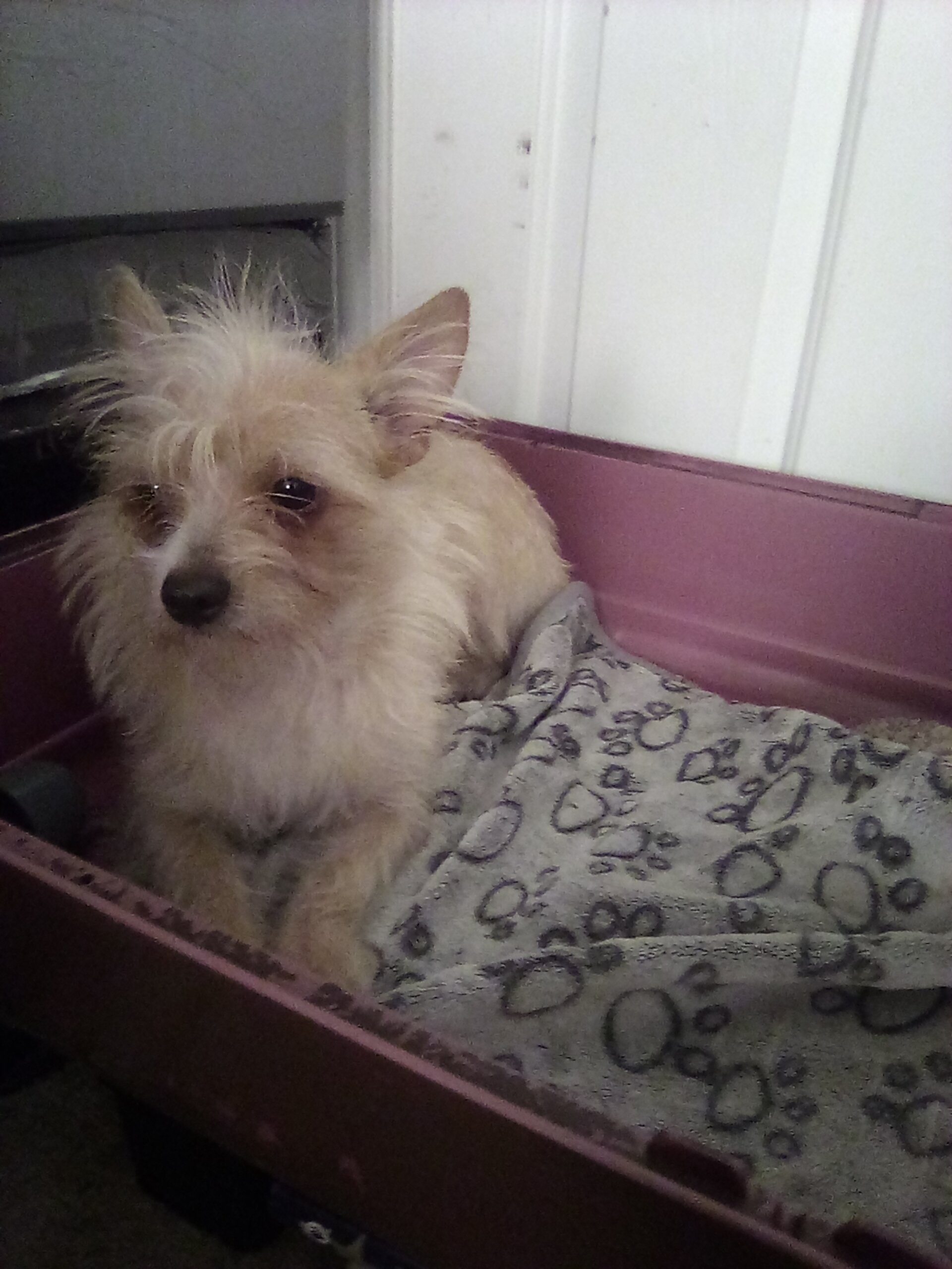 Microchipped Chihuahua mix puppy image 1