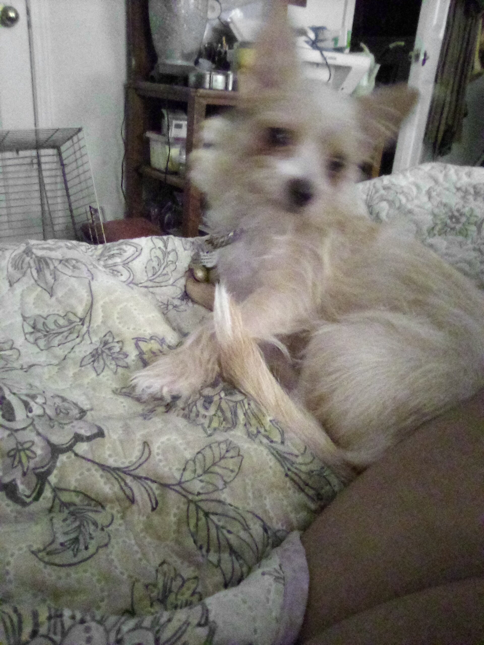 Microchipped Chihuahua mix puppy image 2