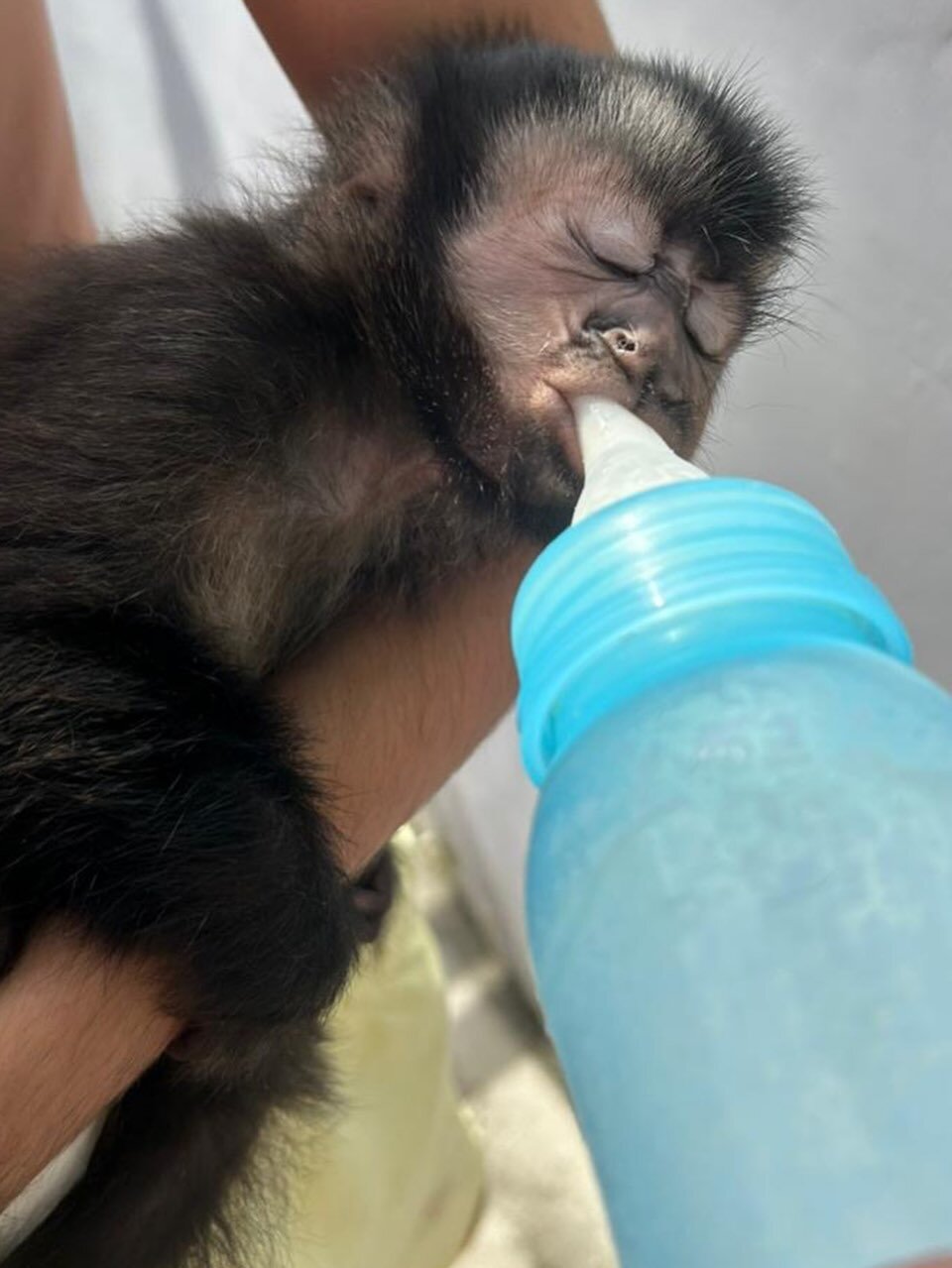 Energetic male Capuchin monkey. image 1