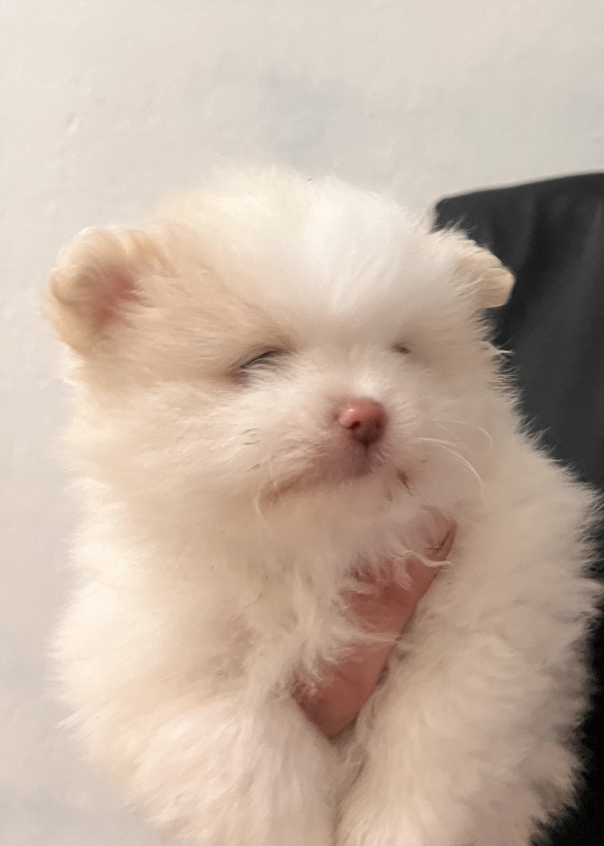 Pomeranian image 2