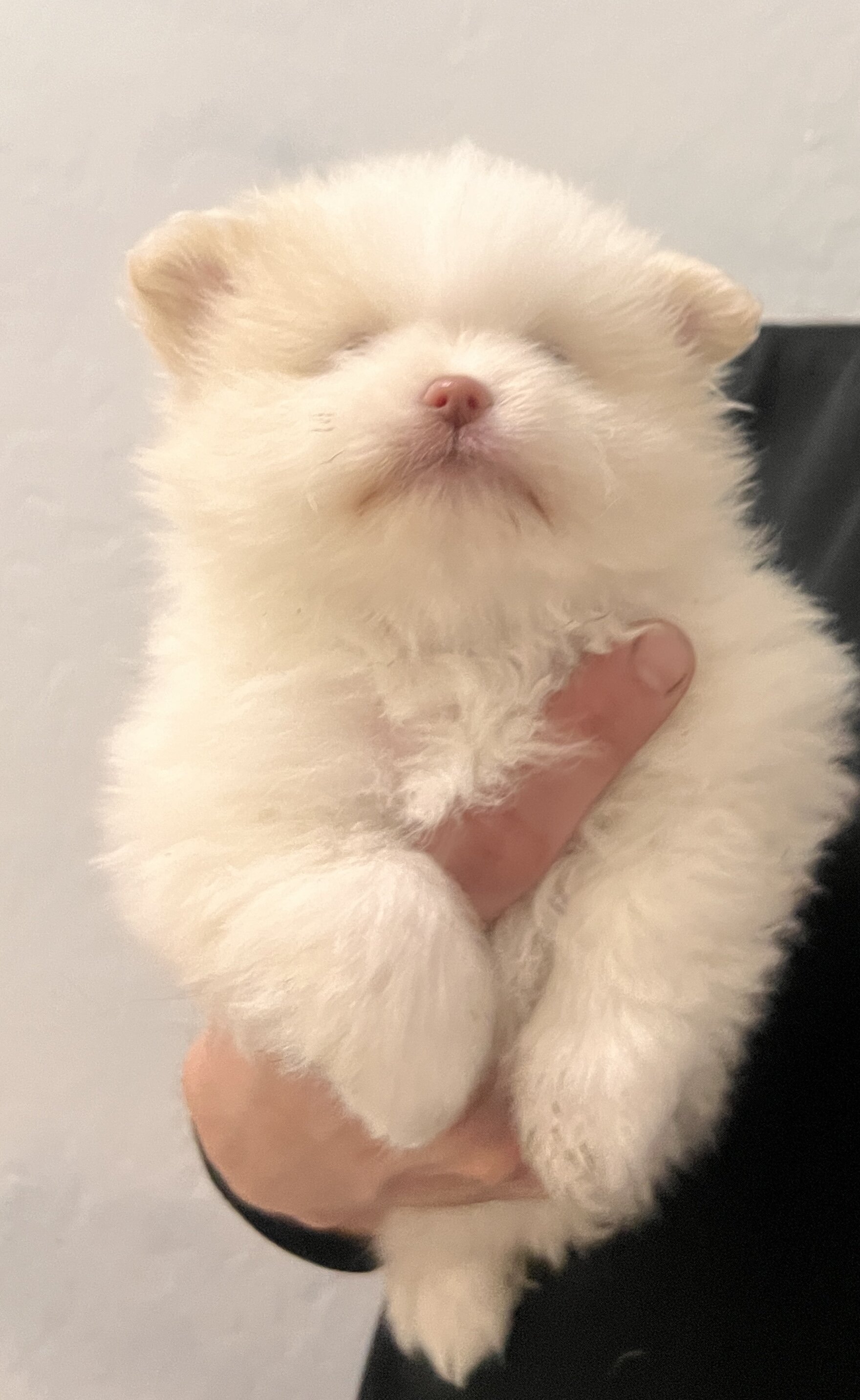 Pomeranian image 1