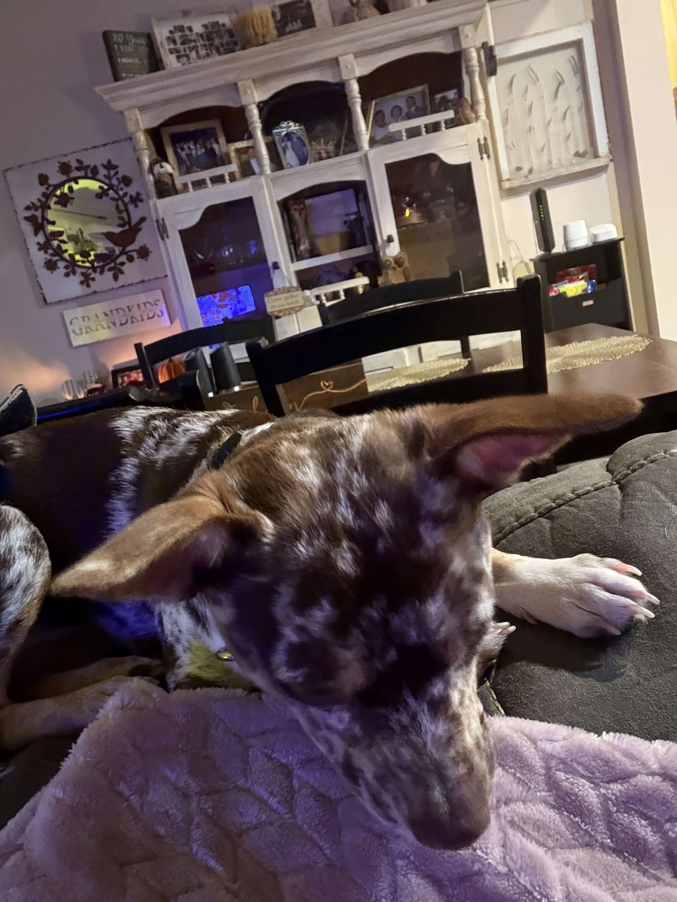 Chihuahua Dog image 1